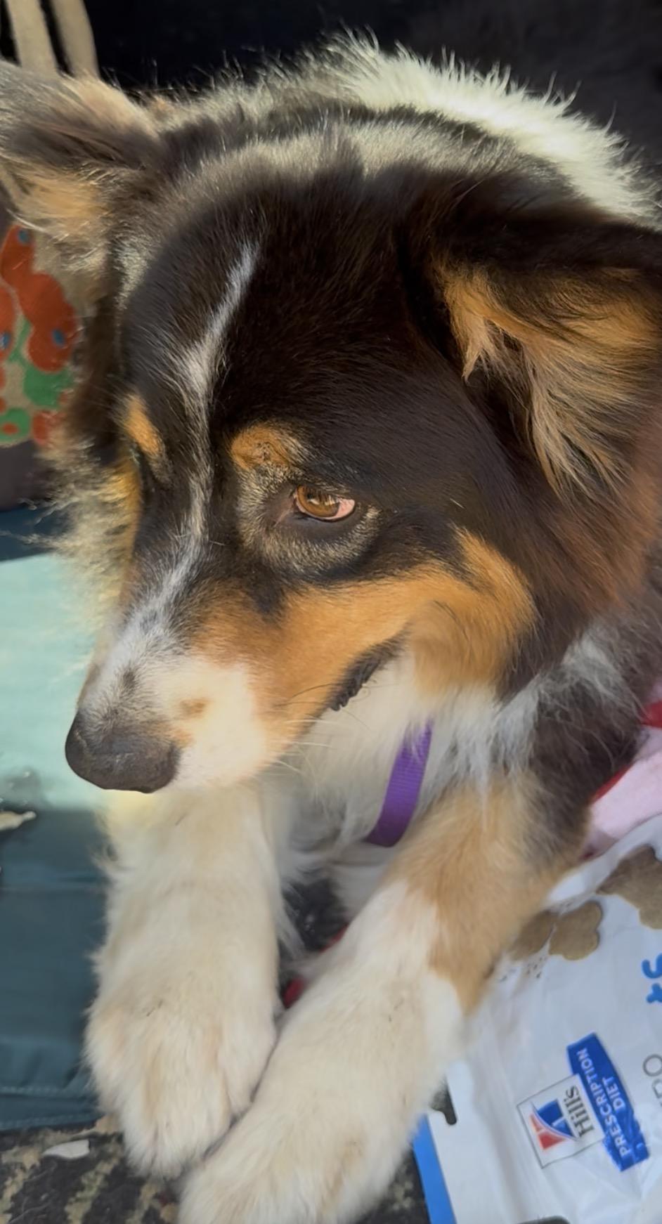 Wiley, a ADOPTABLE Australian Shepherd in Studio City, CA image 2/4
