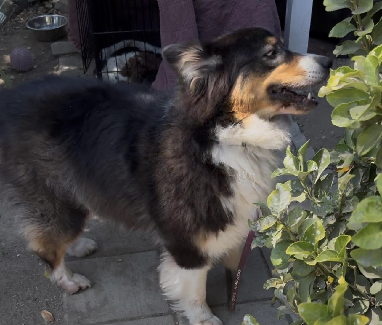 Wiley, a ADOPTABLE Australian Shepherd in Studio City, CA image 3/4