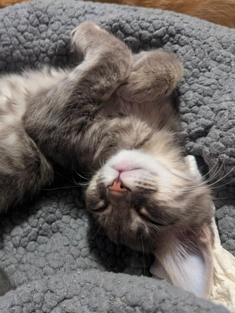 Fern, Adopted, Kitten Female Domestic Short Hair.