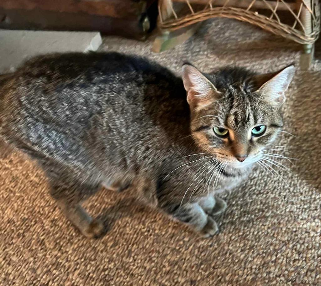 Tumble, Adoptable, Adult Female Domestic Short Hair.