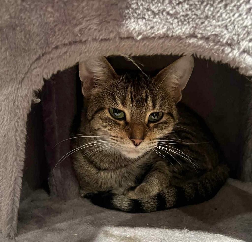 Tumble, Adoptable, Adult Female Domestic Short Hair.