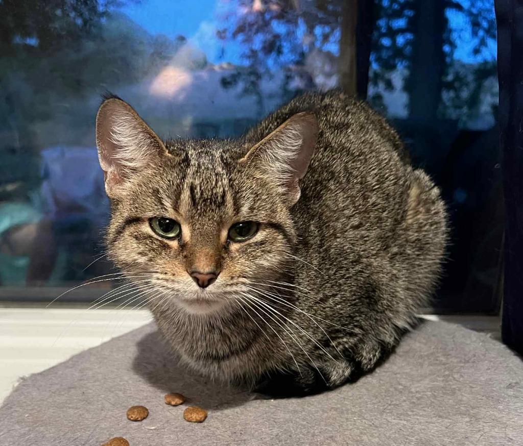 Tumble, a Adoptable mixed breed in Fond Du Lac, WI image 2/4