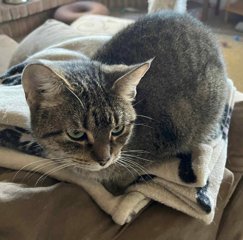 Tumble, a Adoptable mixed breed in Fond Du Lac, WI image 3/4