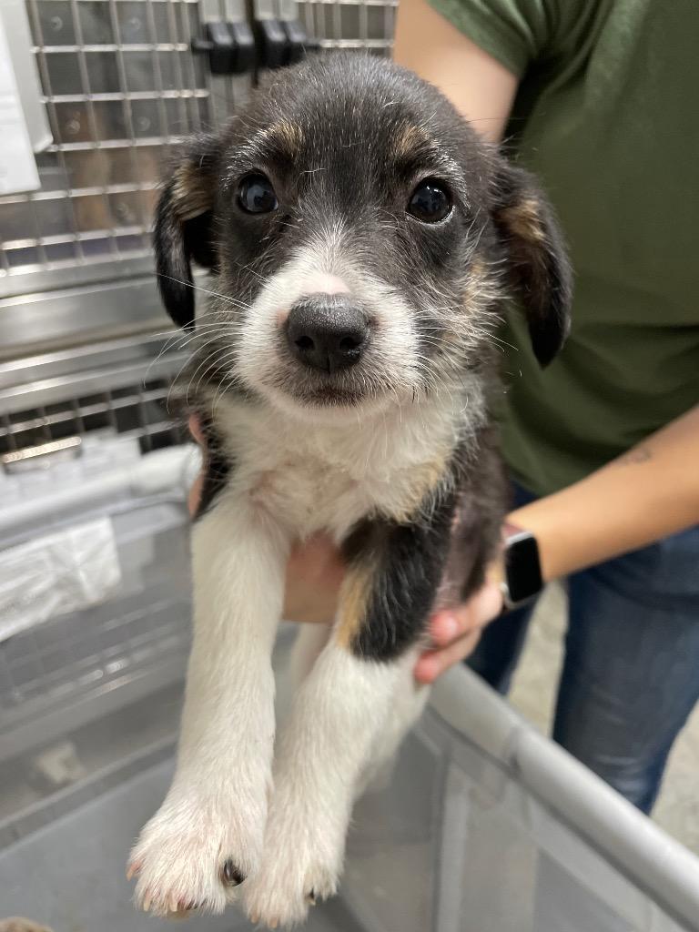 Enlarge Scout, a Adopted Terrier in Pittsfield, IL image 1/1