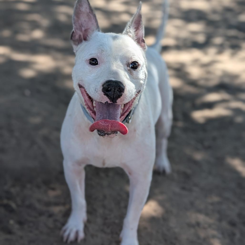 Taz, Adoptable, Adult Male Bull Terrier & Boston Terrier.