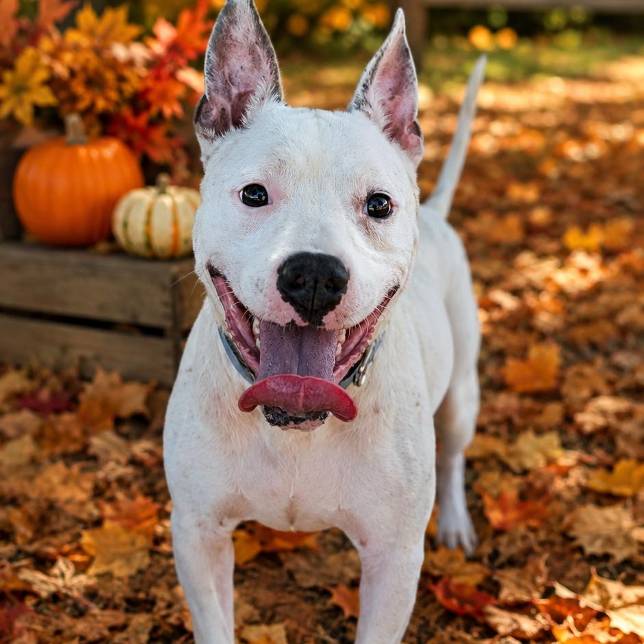 Taz, a Adoptable mixed breed in Buchanan Dam, TX image 2/3
