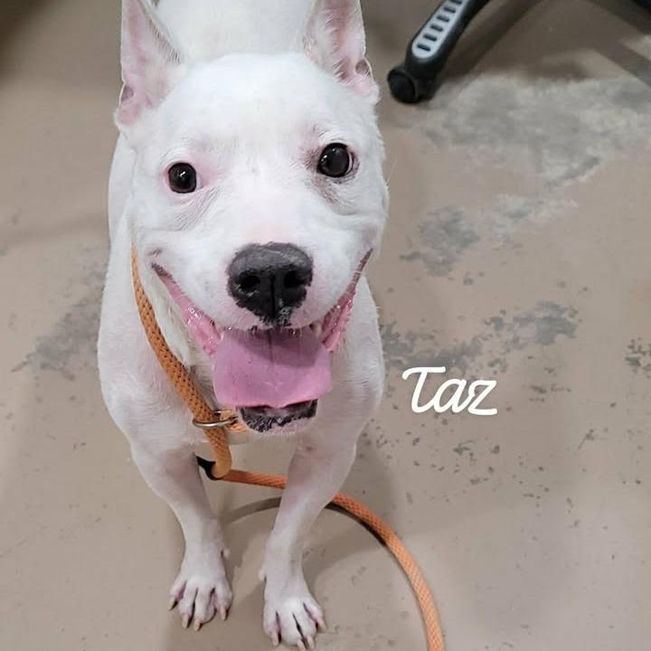 Taz, a Adoptable mixed breed in Buchanan Dam, TX image 3/3