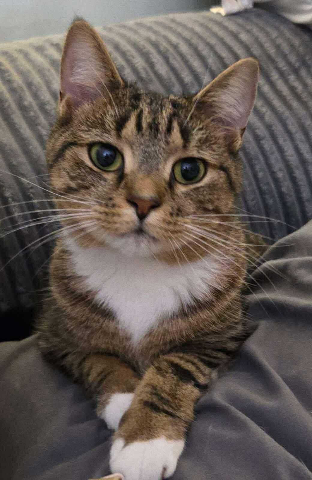 Enlarge Bunny, an adopted Domestic Short Hair in Reading, PA image 1/1