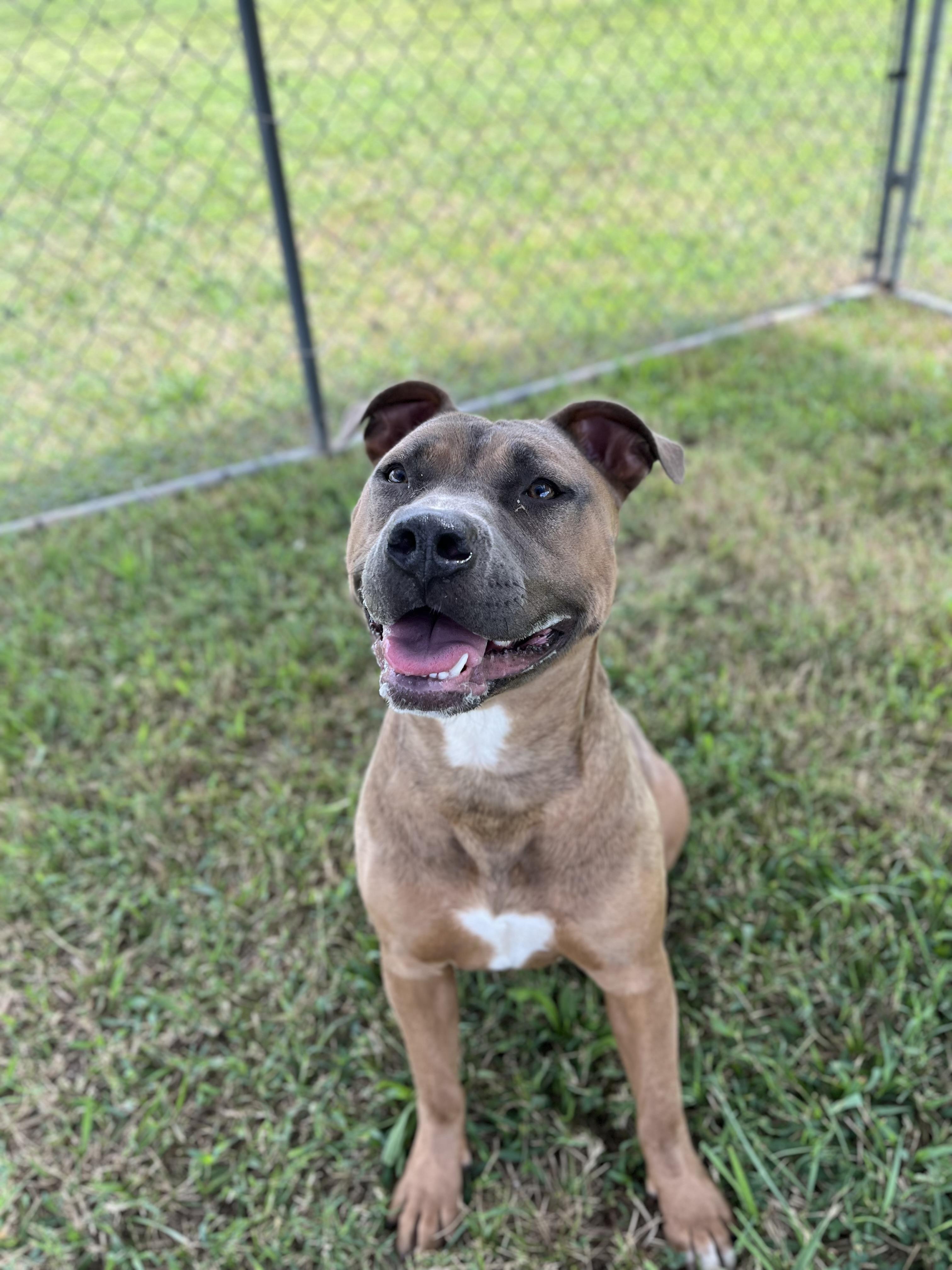 Enlarge Zinnia, an adopted American Staffordshire Terrier in Centerton, AR image 3/3