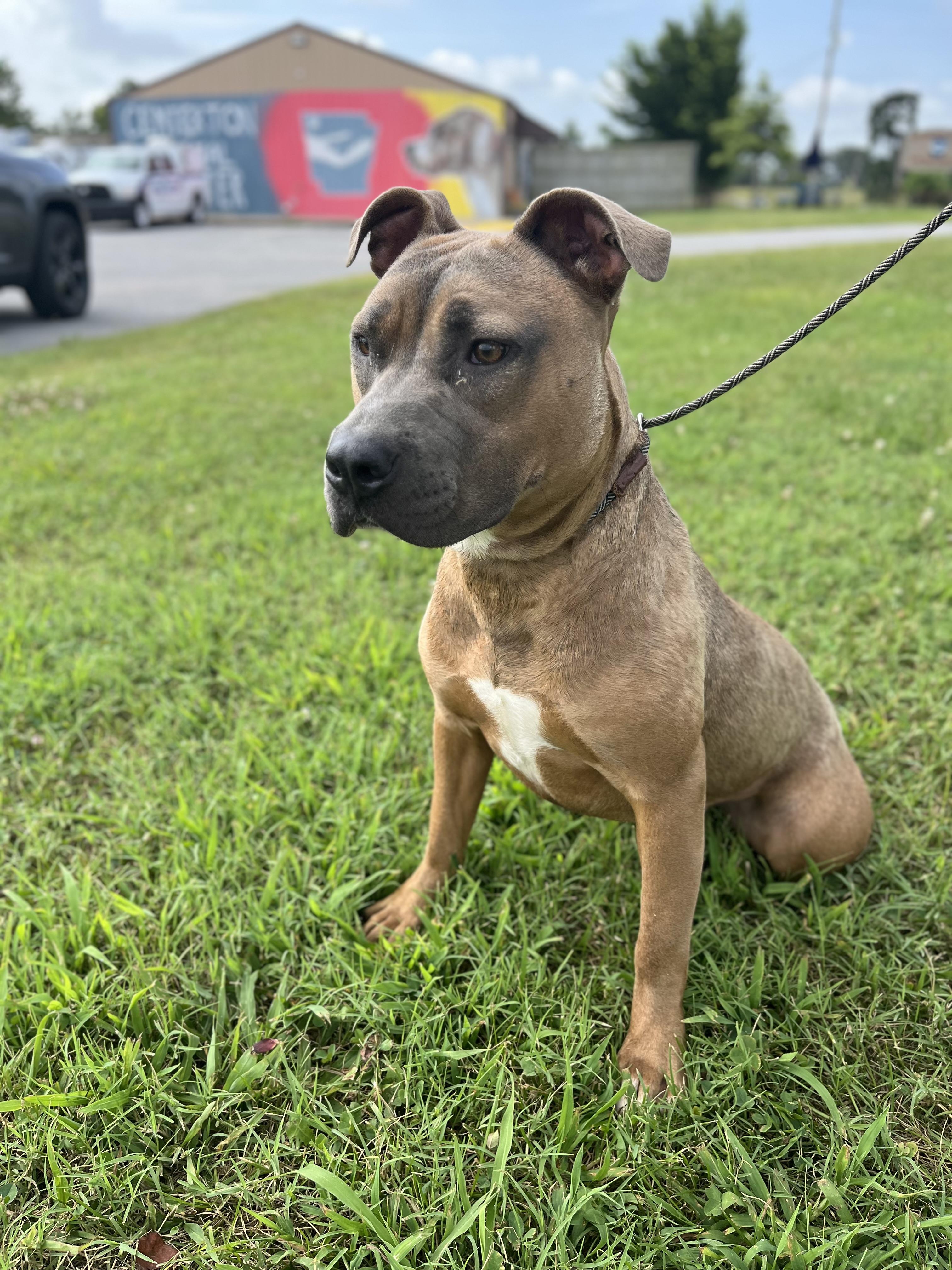 Enlarge Zinnia, an adopted American Staffordshire Terrier in Centerton, AR image 2/3