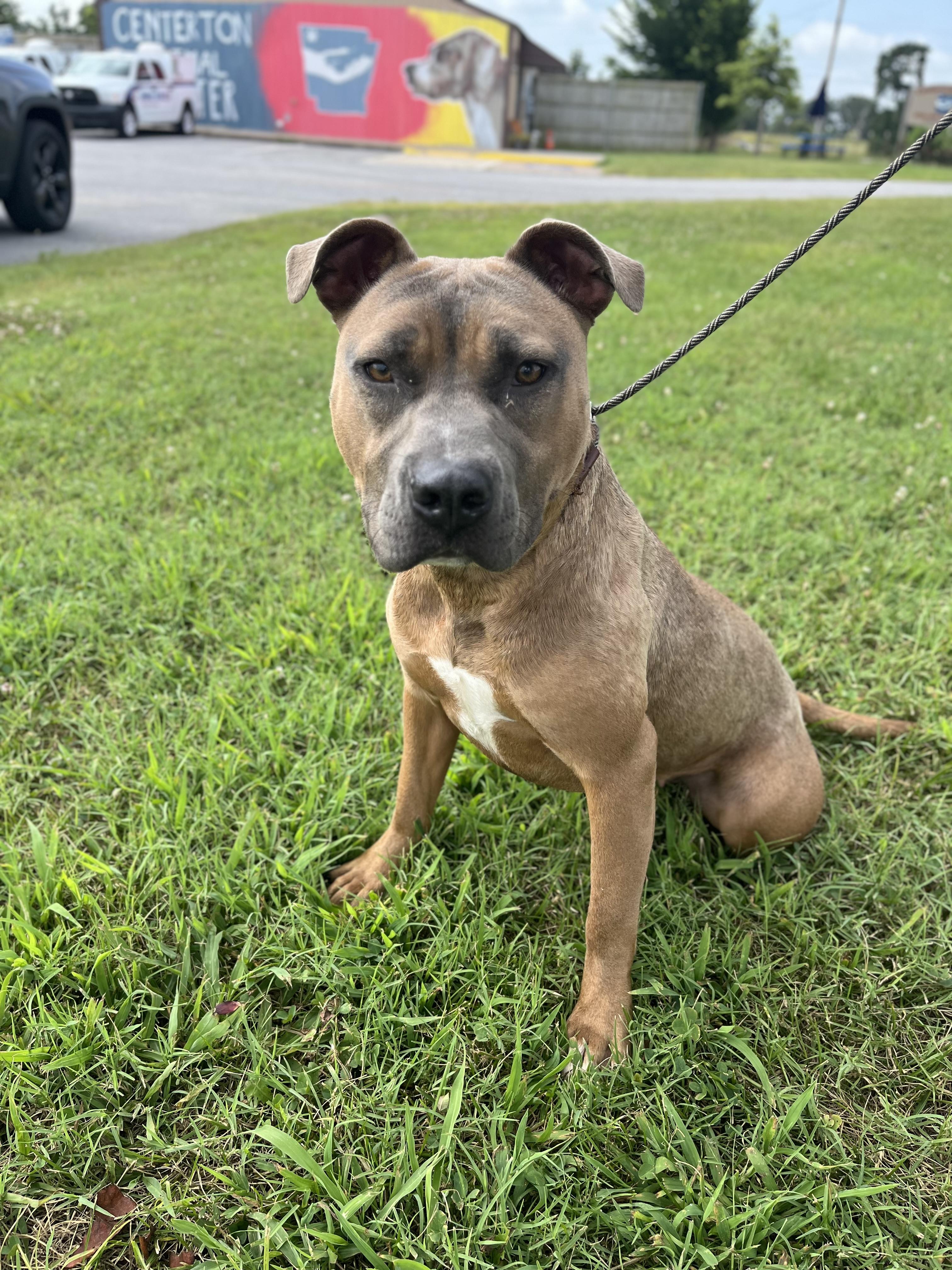 Enlarge Zinnia, an adopted American Staffordshire Terrier in Centerton, AR image 1/3