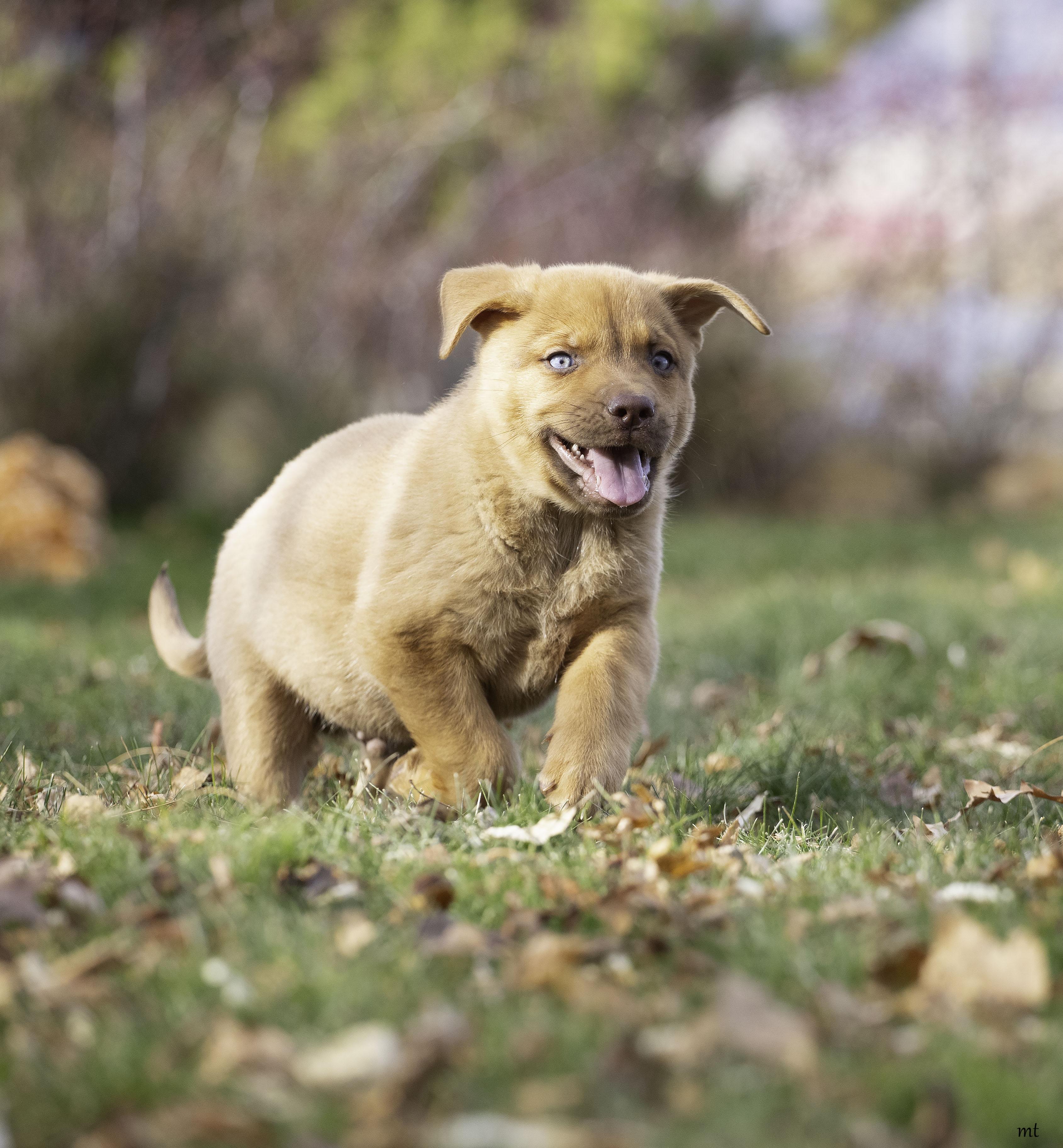 Meatball, a ADOPTABLE mixed breed image 1/5