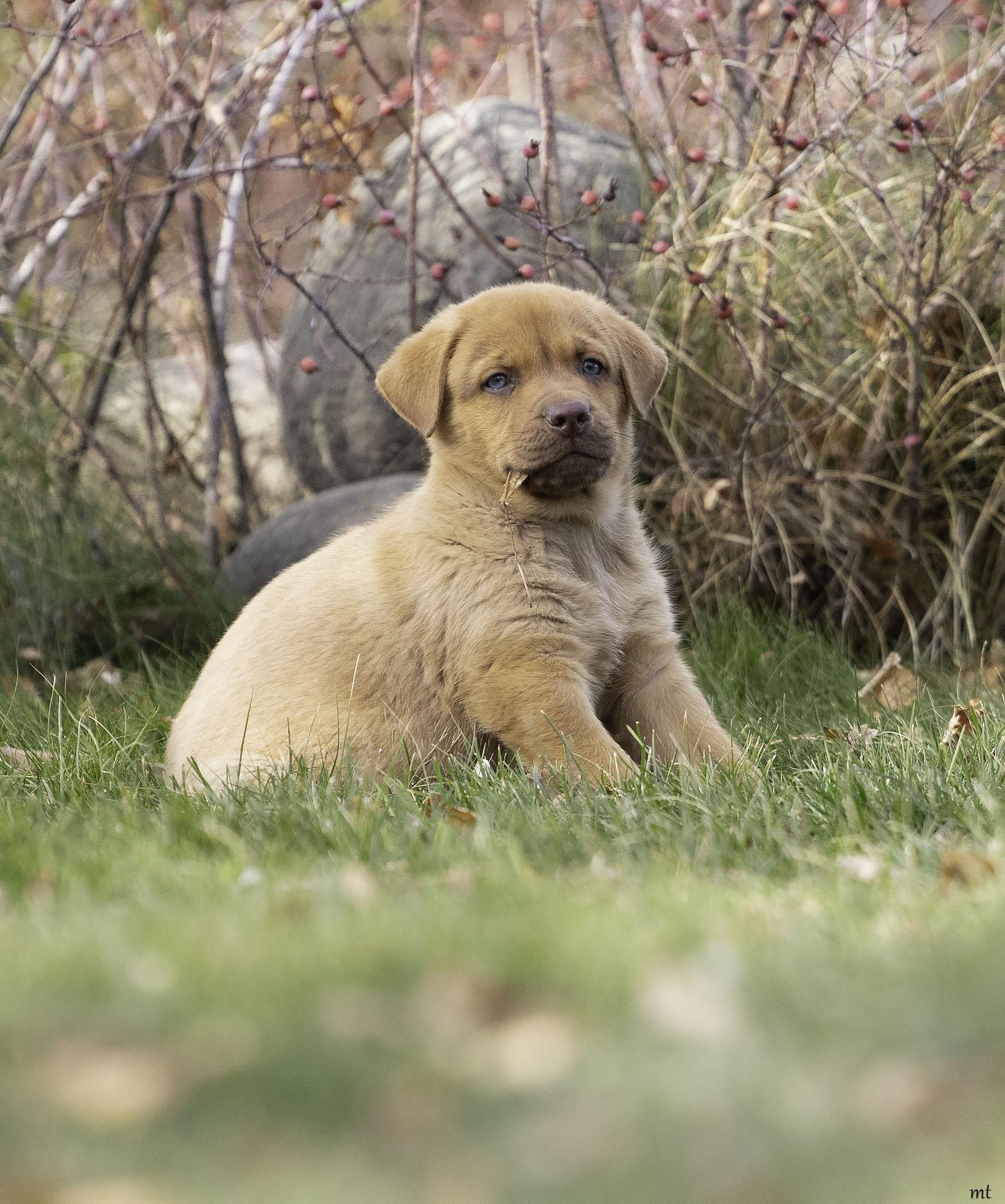 Meatball, a ADOPTABLE mixed breed image 2/5