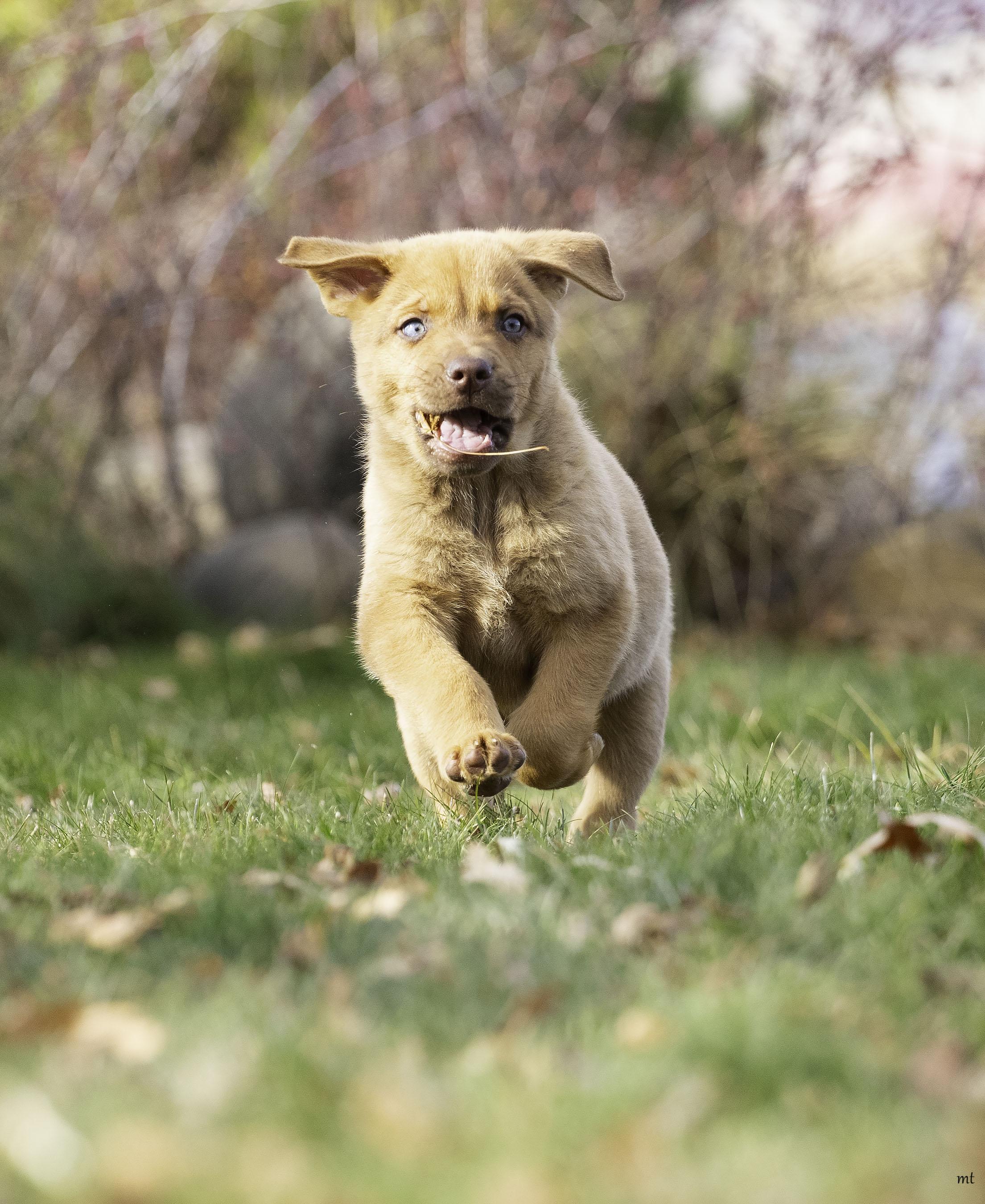 Meatball, a ADOPTABLE mixed breed image 3/5