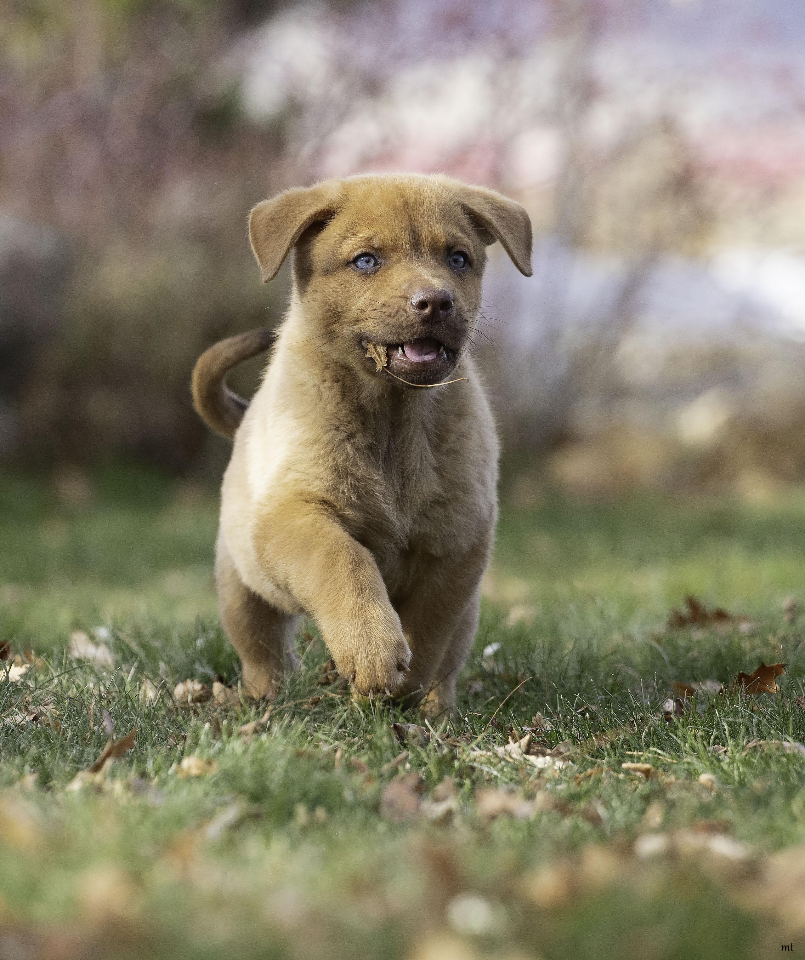 Meatball, a ADOPTABLE mixed breed image 4/5