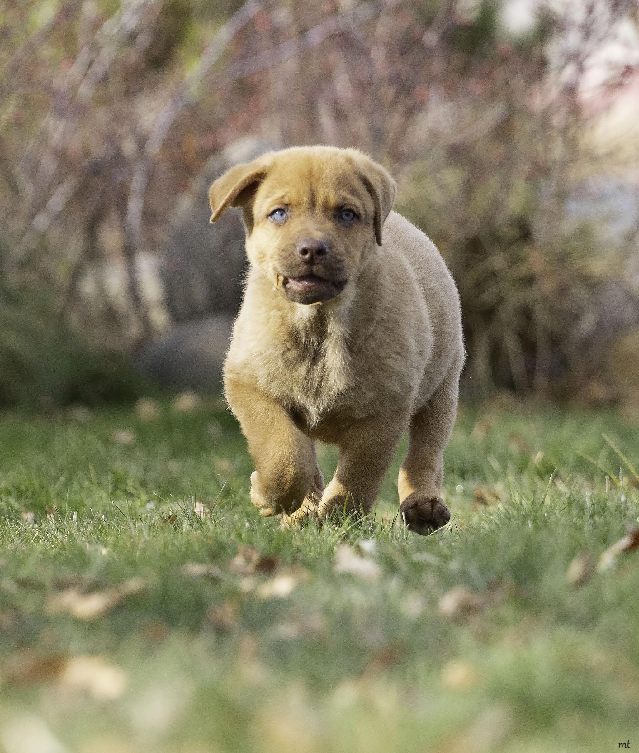 Meatball, a ADOPTABLE mixed breed image 5/5
