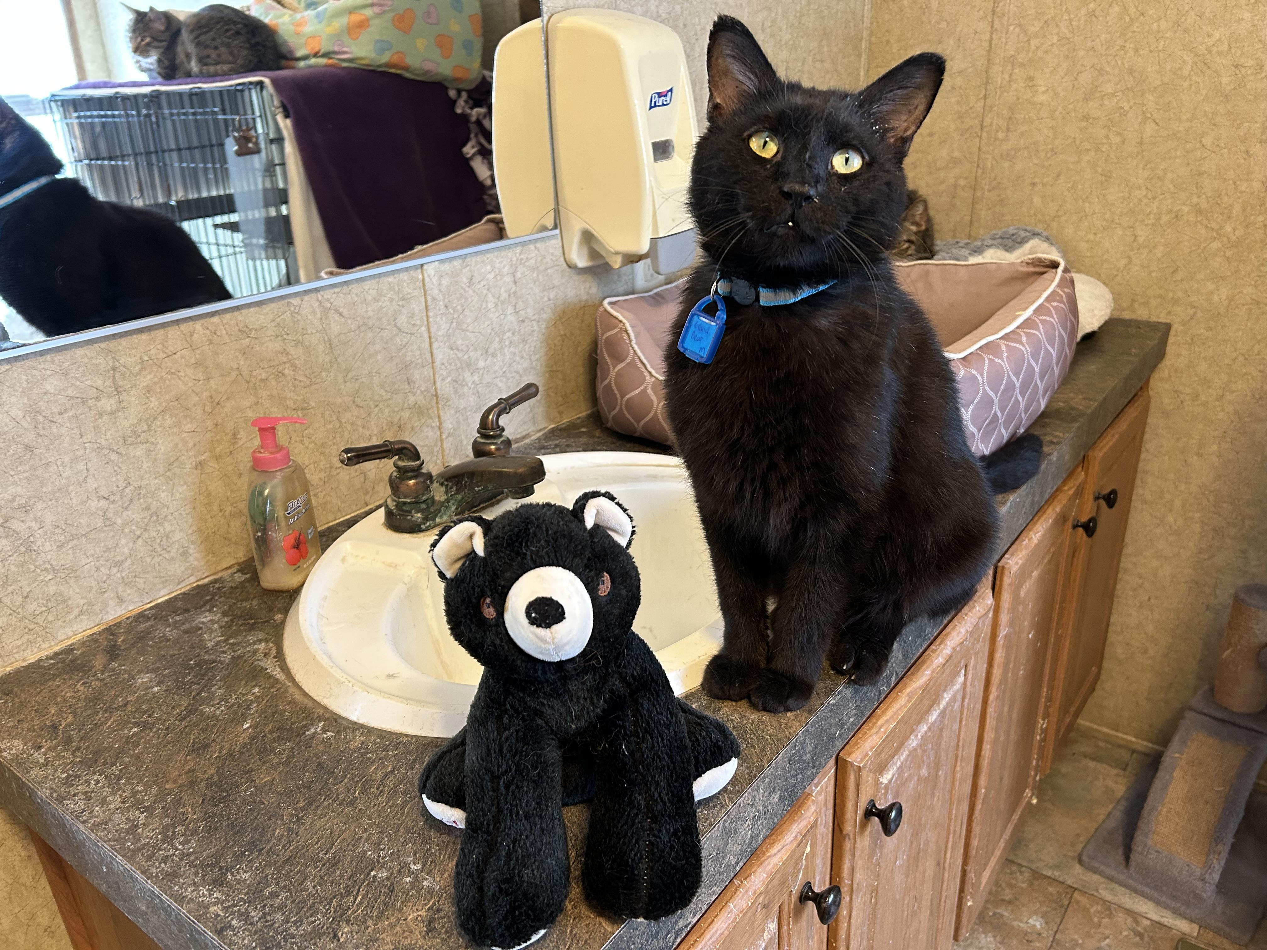 Grand Bear, adopted, Adult Male Domestic Short Hair.