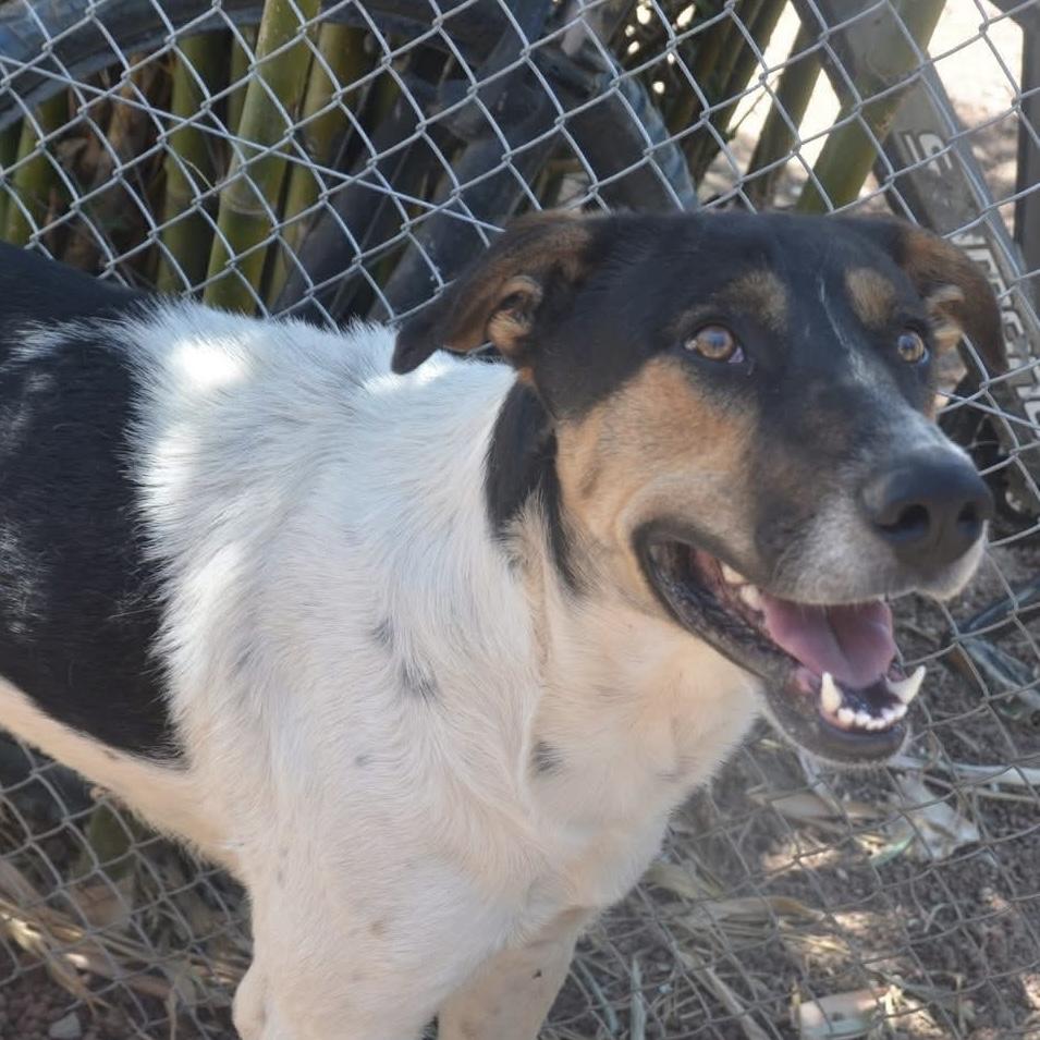 Enlarge Dukey, a ADOPTABLE mixed breed in Mississauga, ON image 2/3