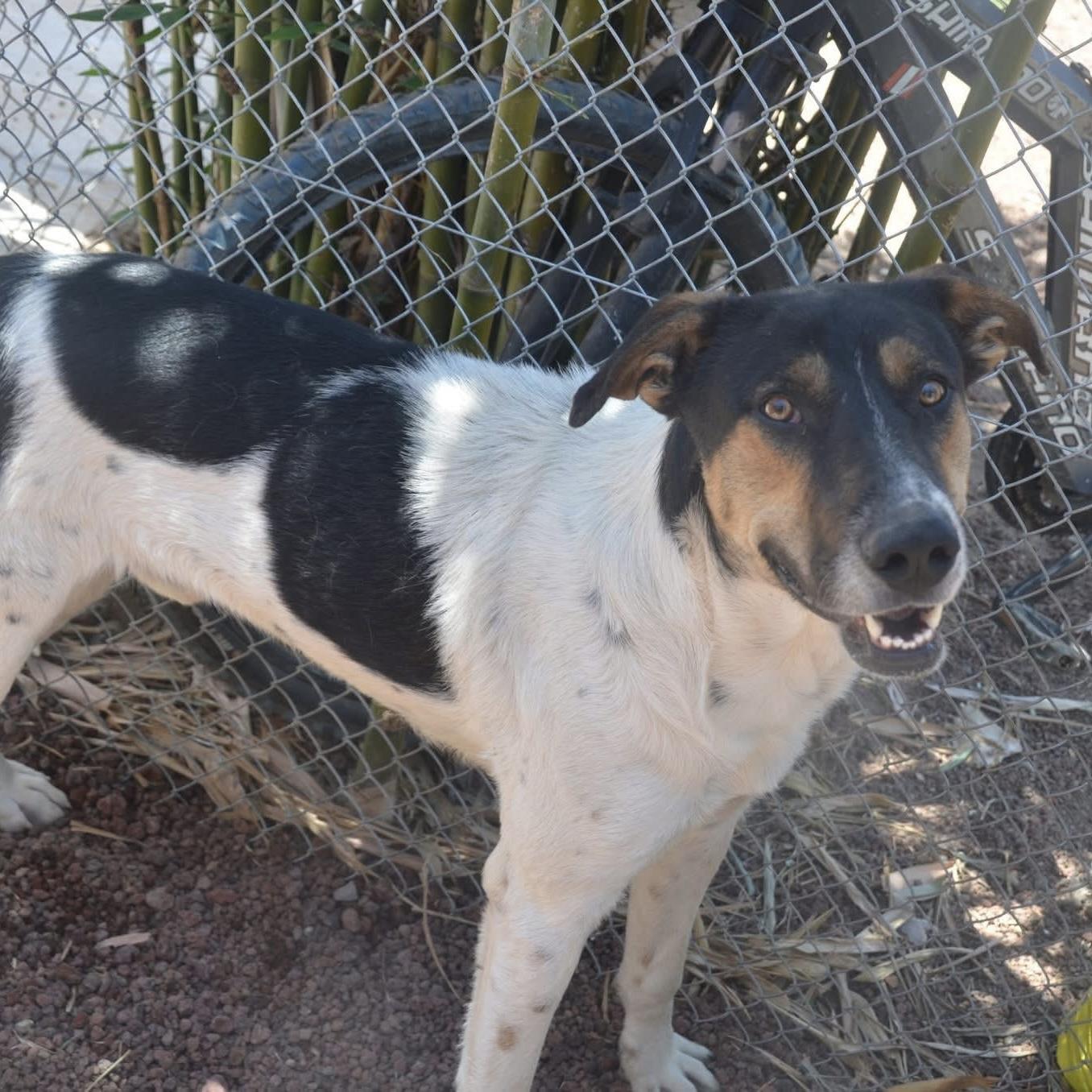 Dukey, ADOPTABLE, Adult Male Mixed Breed & Labrador Retriever.