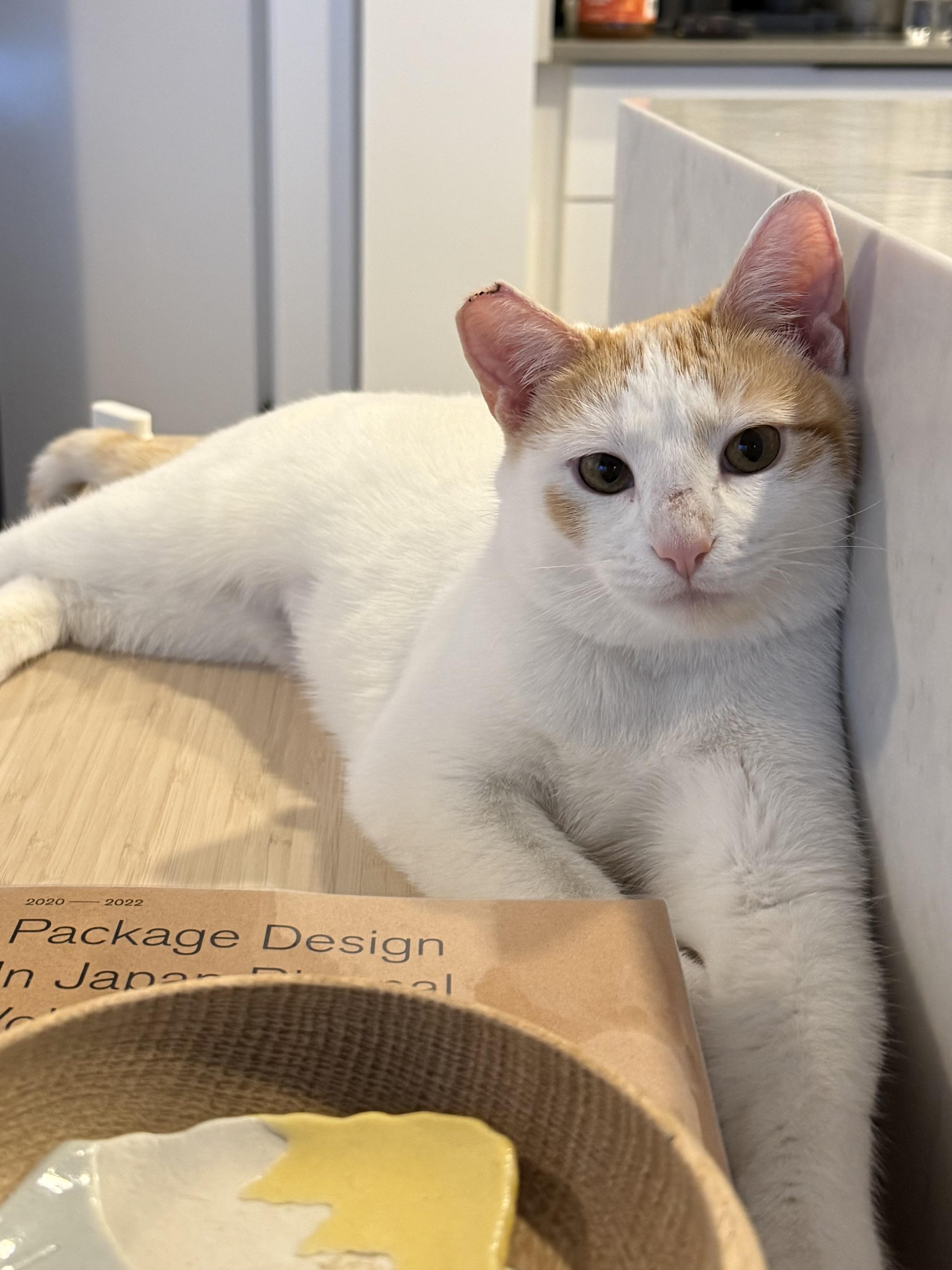 Enlarge Abigail, a ADOPTABLE Domestic Short Hair in BURNABY, BC image 2/4