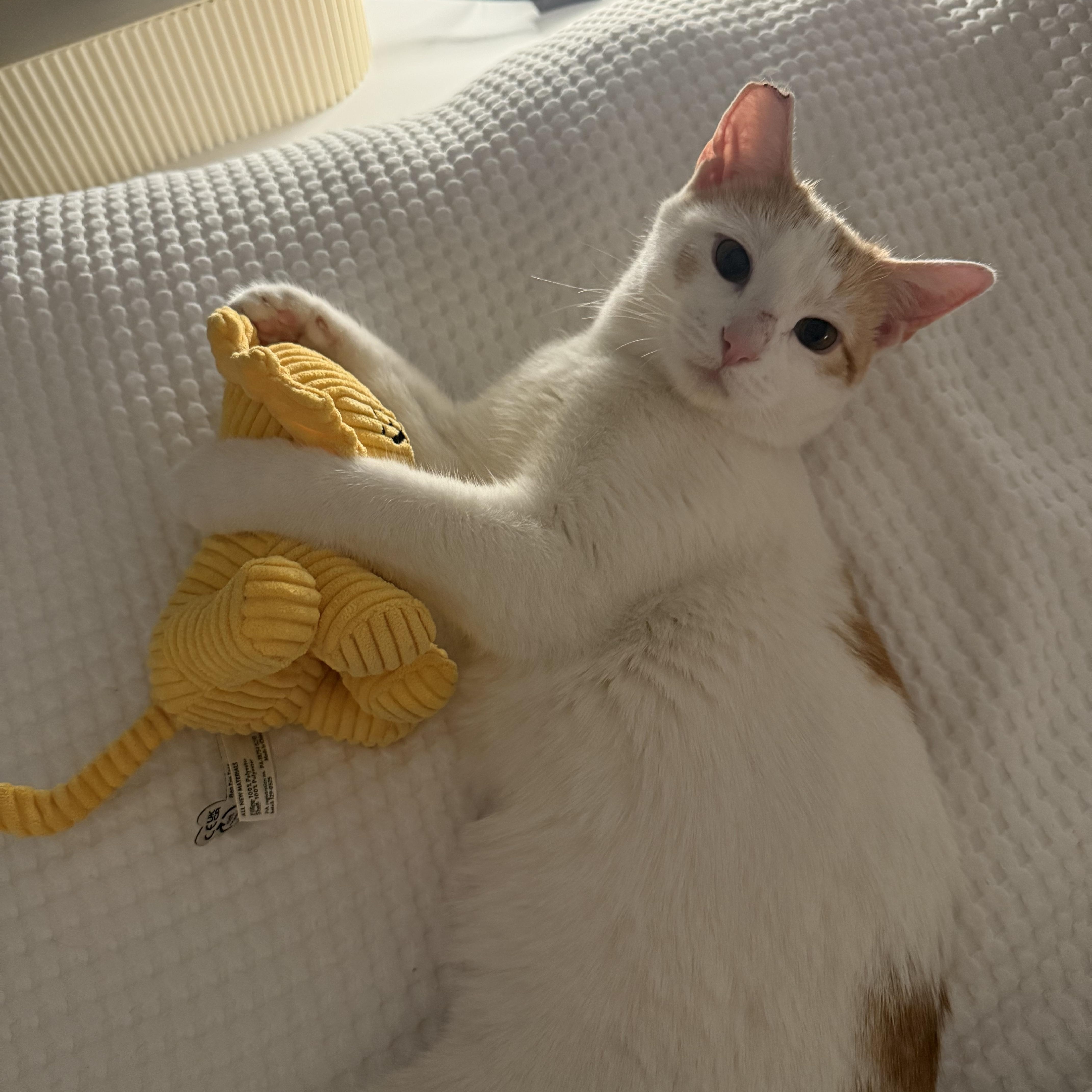 Abigail, ADOPTABLE, Young Female Domestic Short Hair.
