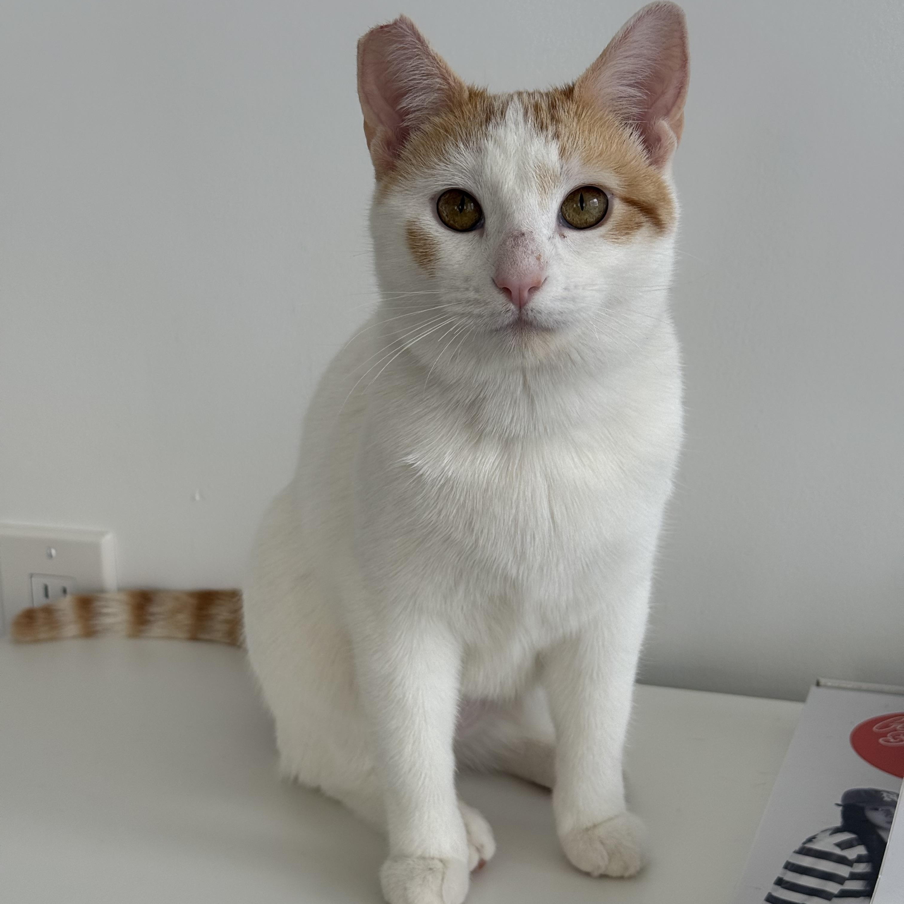 Enlarge Abigail, a ADOPTABLE Domestic Short Hair in BURNABY, BC image 3/4