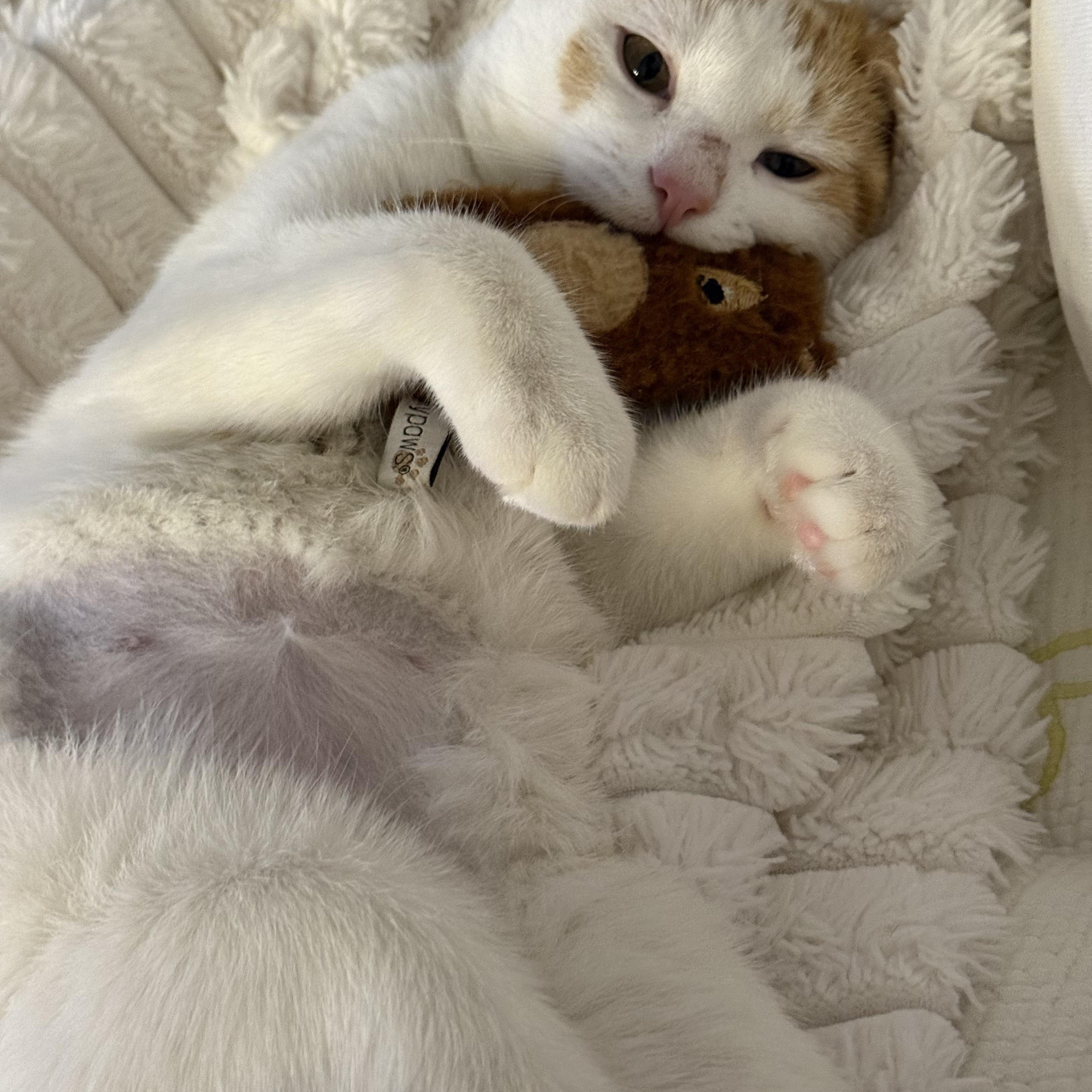 Enlarge Abigail, a ADOPTABLE Domestic Short Hair in BURNABY, BC image 4/4