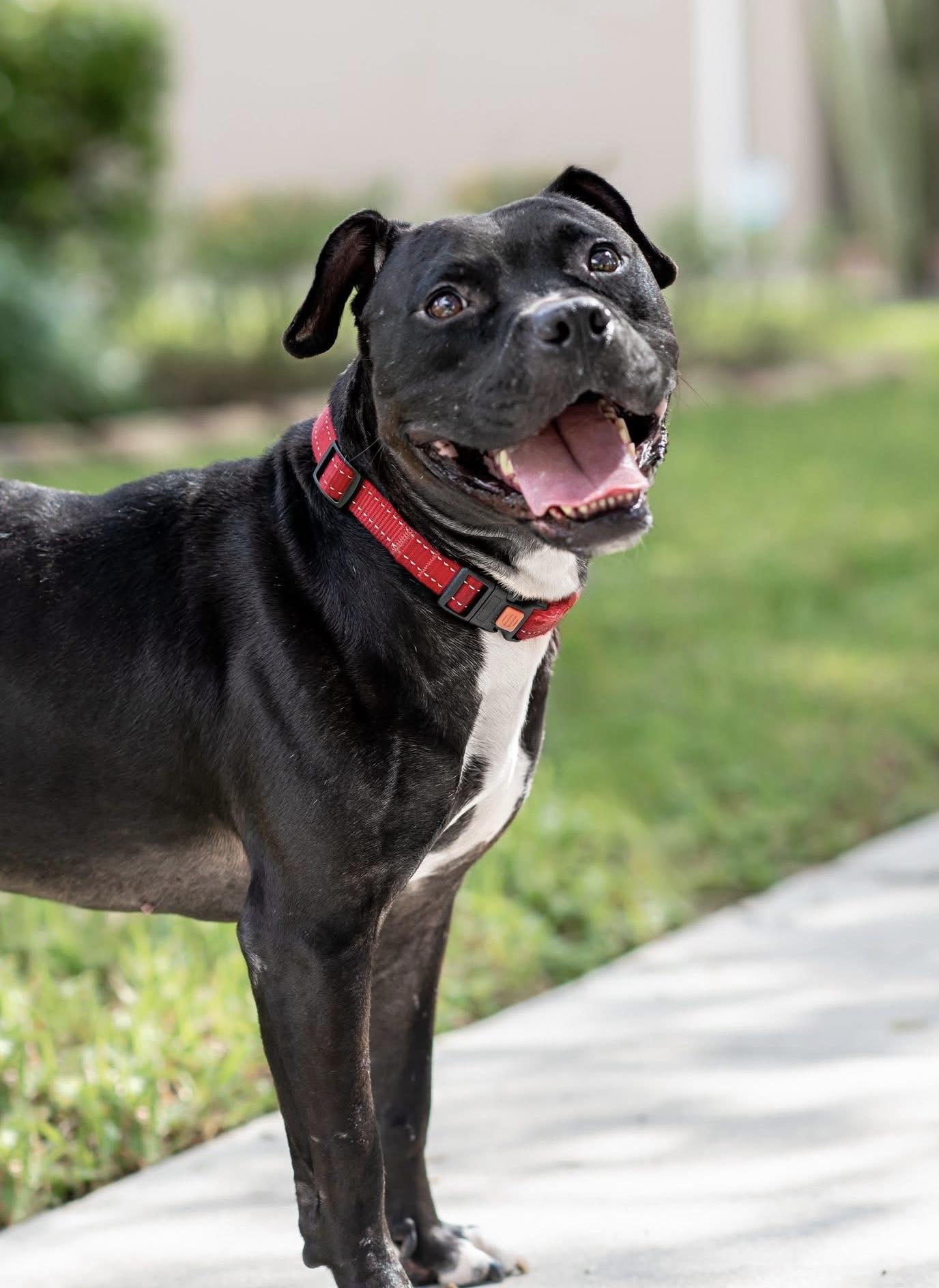 Enlarge Bobo, a Adoptable American Staffordshire Terrier in Palm springs, FL image 1/2