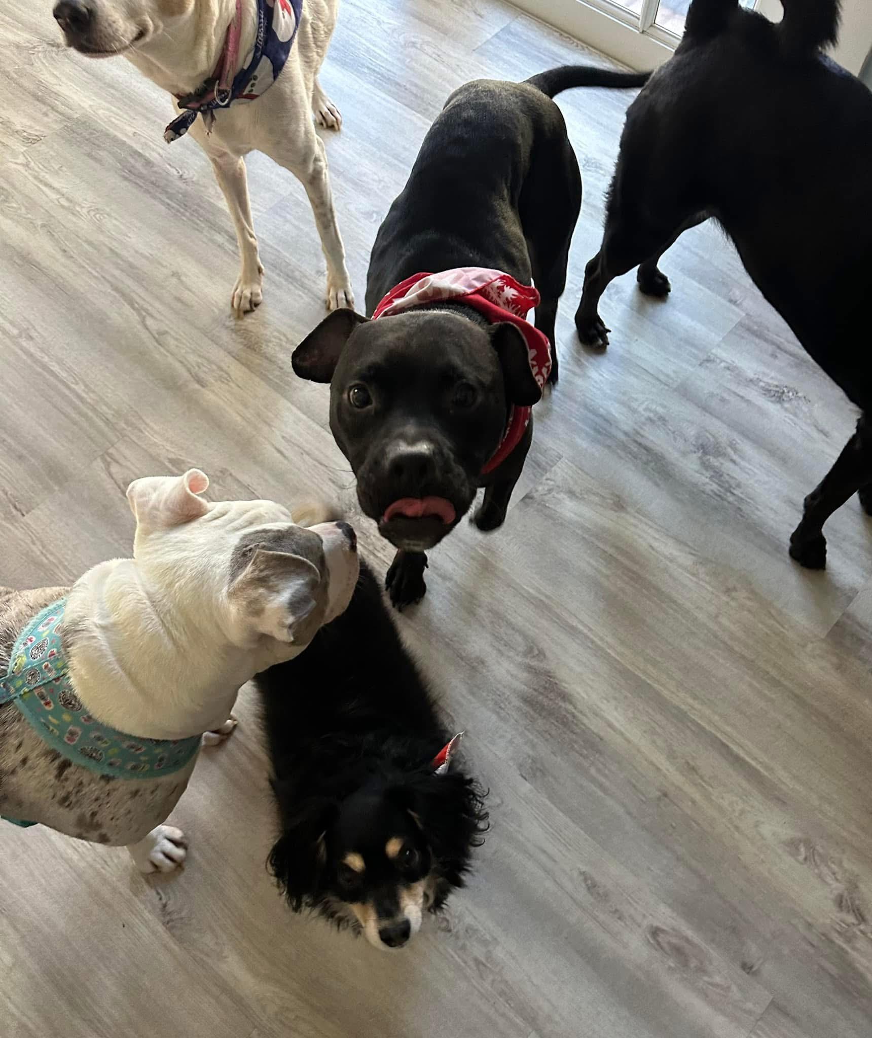 Enlarge Bobo, a Adoptable American Staffordshire Terrier in Palm springs, FL image 2/2