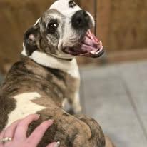 Enlarge Bella, a Adoptable mixed breed in Sweetwater, TN image 2/3