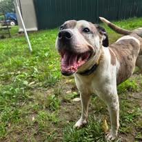 Enlarge Bella, a Adoptable mixed breed in Sweetwater, TN image 3/3