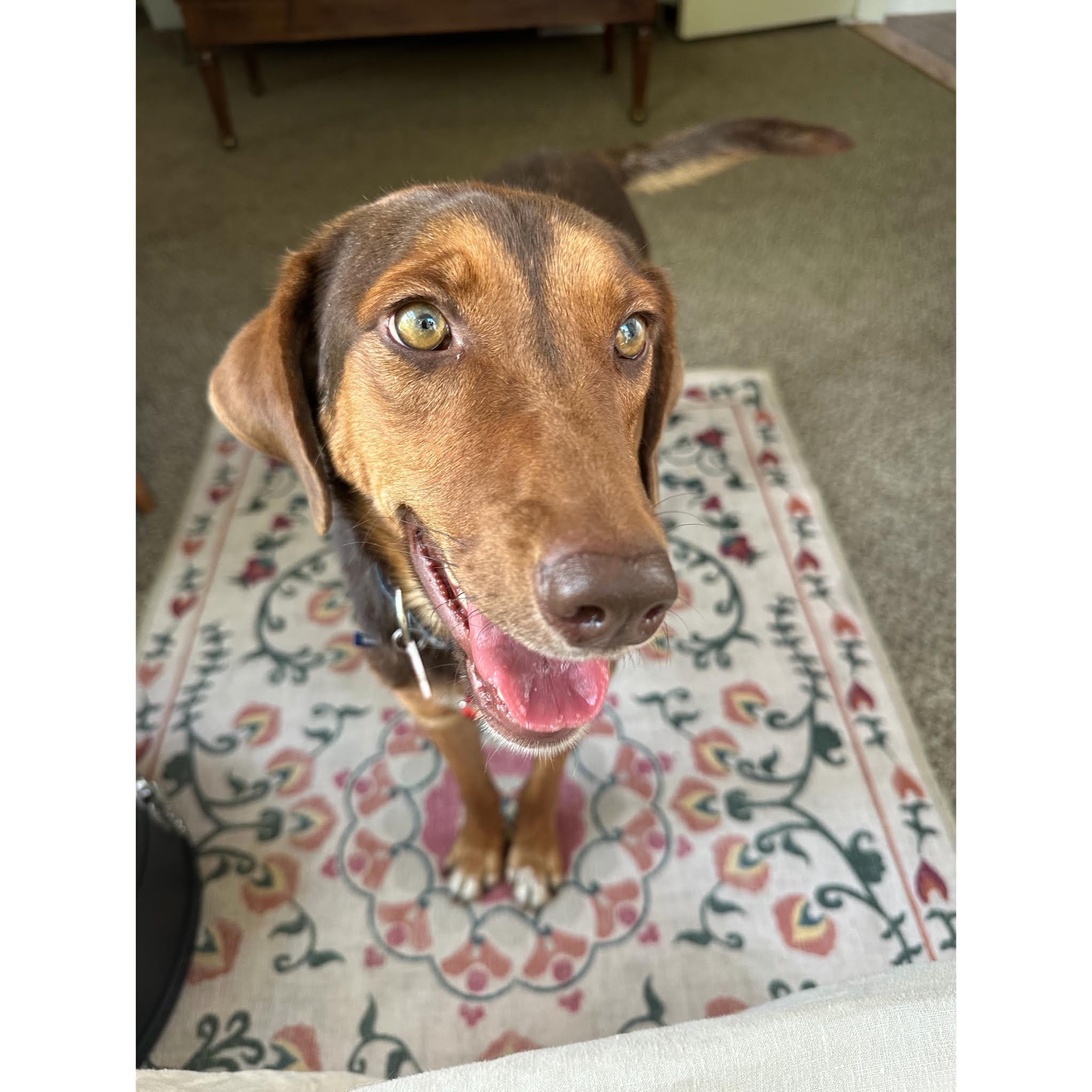 Enlarge Jessie, an adopted mixed breed in Boulder, CO image 2/6