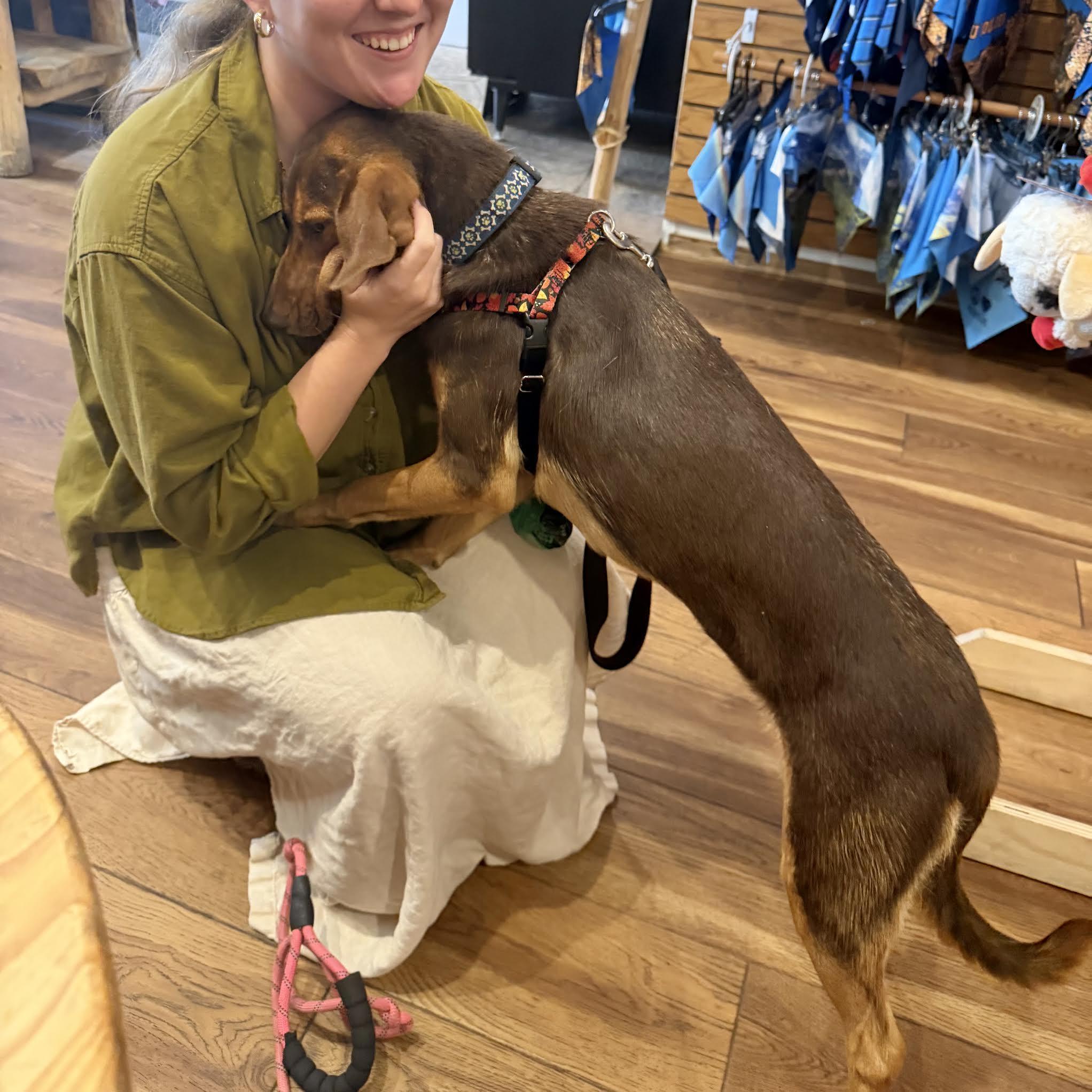 Enlarge Jessie, an adopted mixed breed in Boulder, CO image 5/6