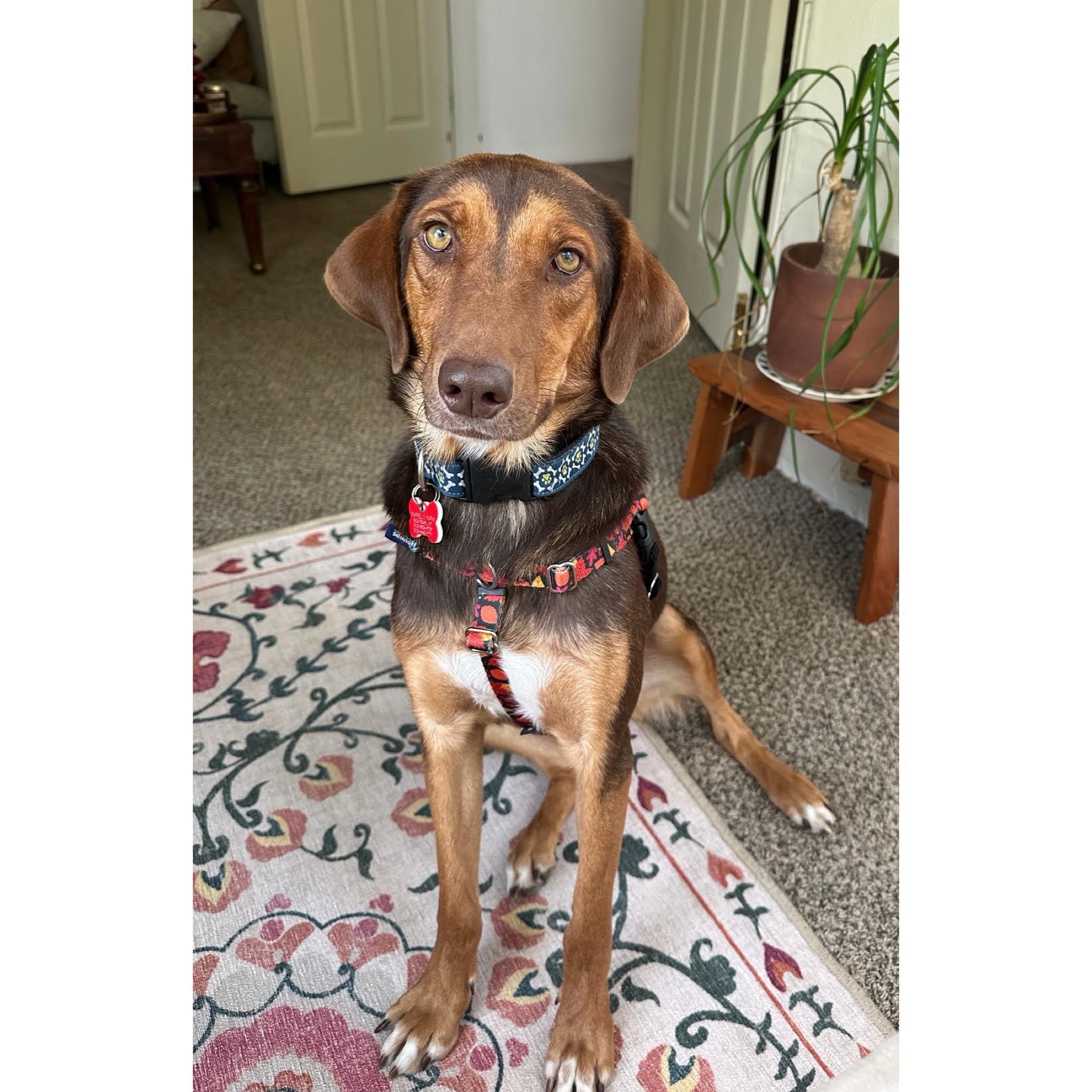 Jessie, adopted, Young Female Beagle & English Foxhound.