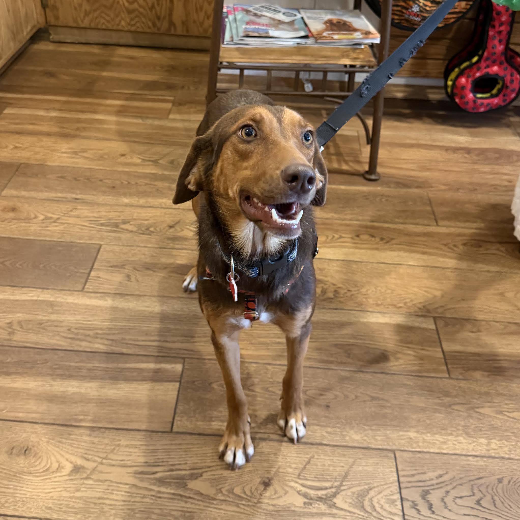 Enlarge Jessie, an adopted mixed breed in Boulder, CO image 4/6