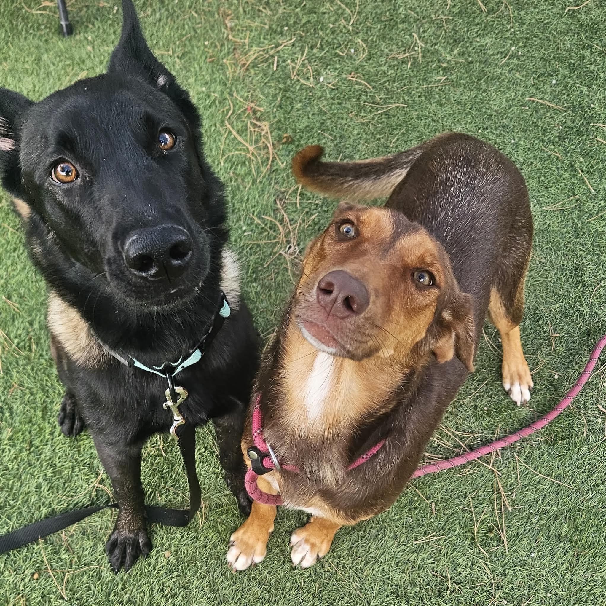 Enlarge Jessie, an adopted mixed breed in Boulder, CO image 6/6