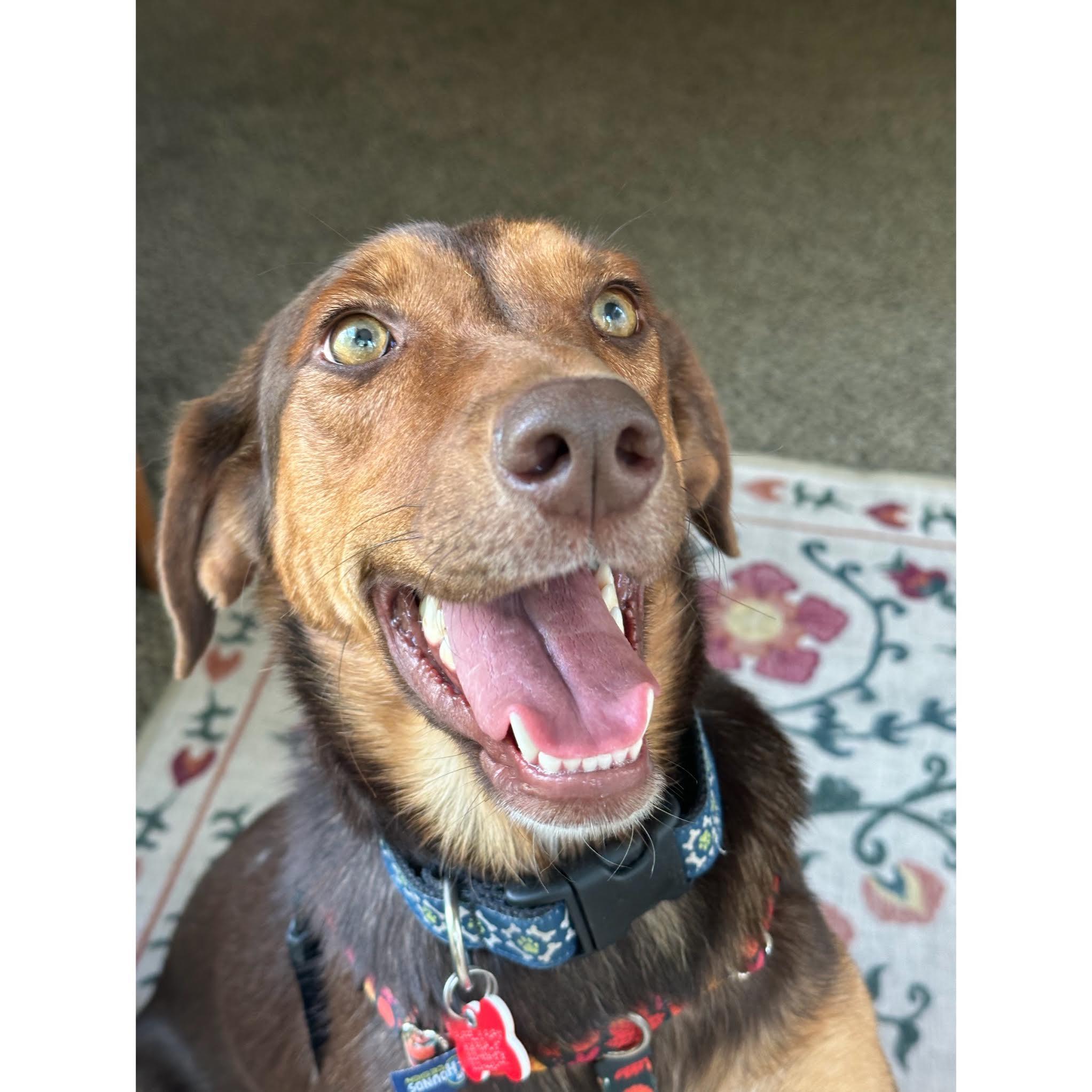 Enlarge Jessie, an adopted mixed breed in Boulder, CO image 3/6