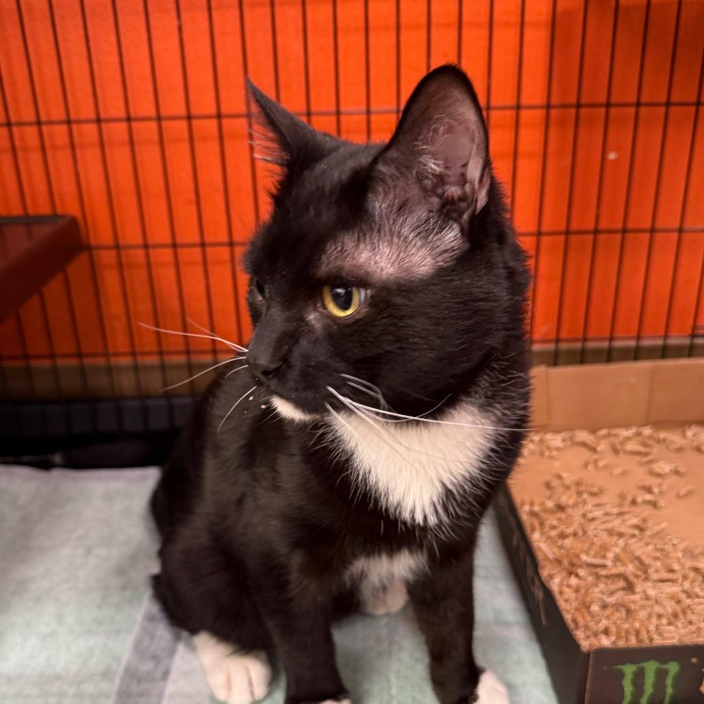 Celsius, Adoptable, Adult Male Domestic Short Hair.