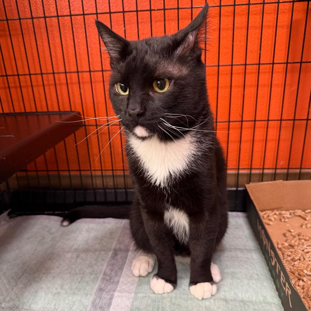 Enlarge Celsius, a Adoptable Domestic Short Hair in Westminster, CA image 2/4