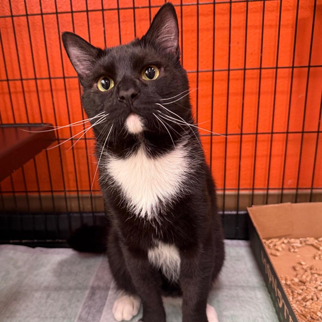 Enlarge Celsius, a Adoptable Domestic Short Hair in Westminster, CA image 3/4