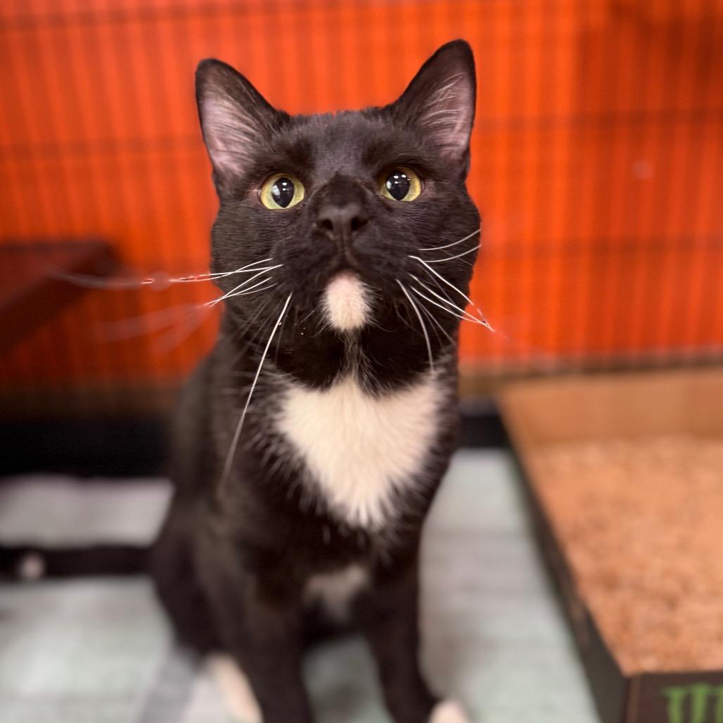 Enlarge Celsius, a Adoptable Domestic Short Hair in Westminster, CA image 4/4