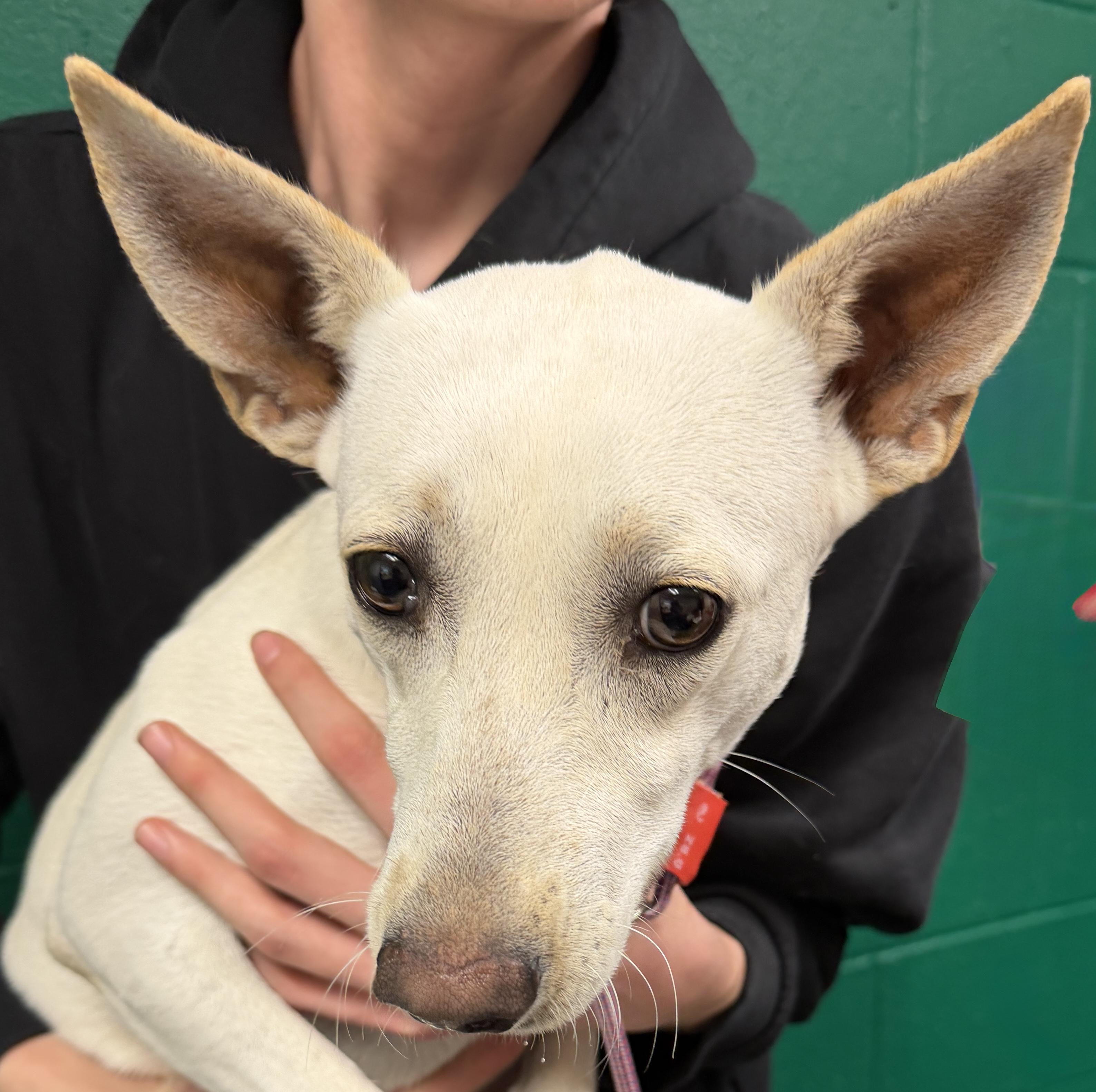 Lucia, ADOPTABLE, Young Female Chihuahua.