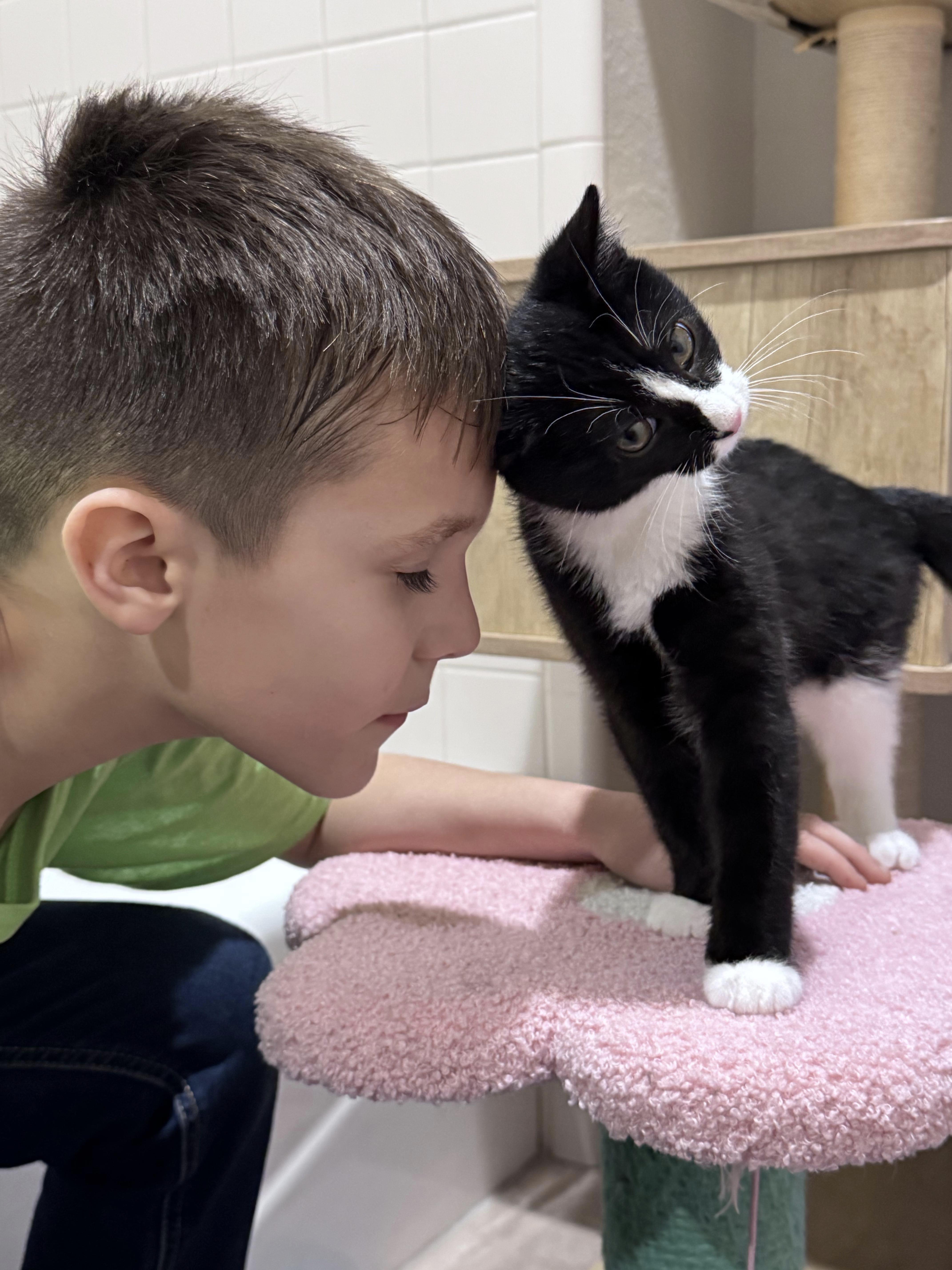 Oscar, ADOPTABLE, Kitten Male Domestic Short Hair.