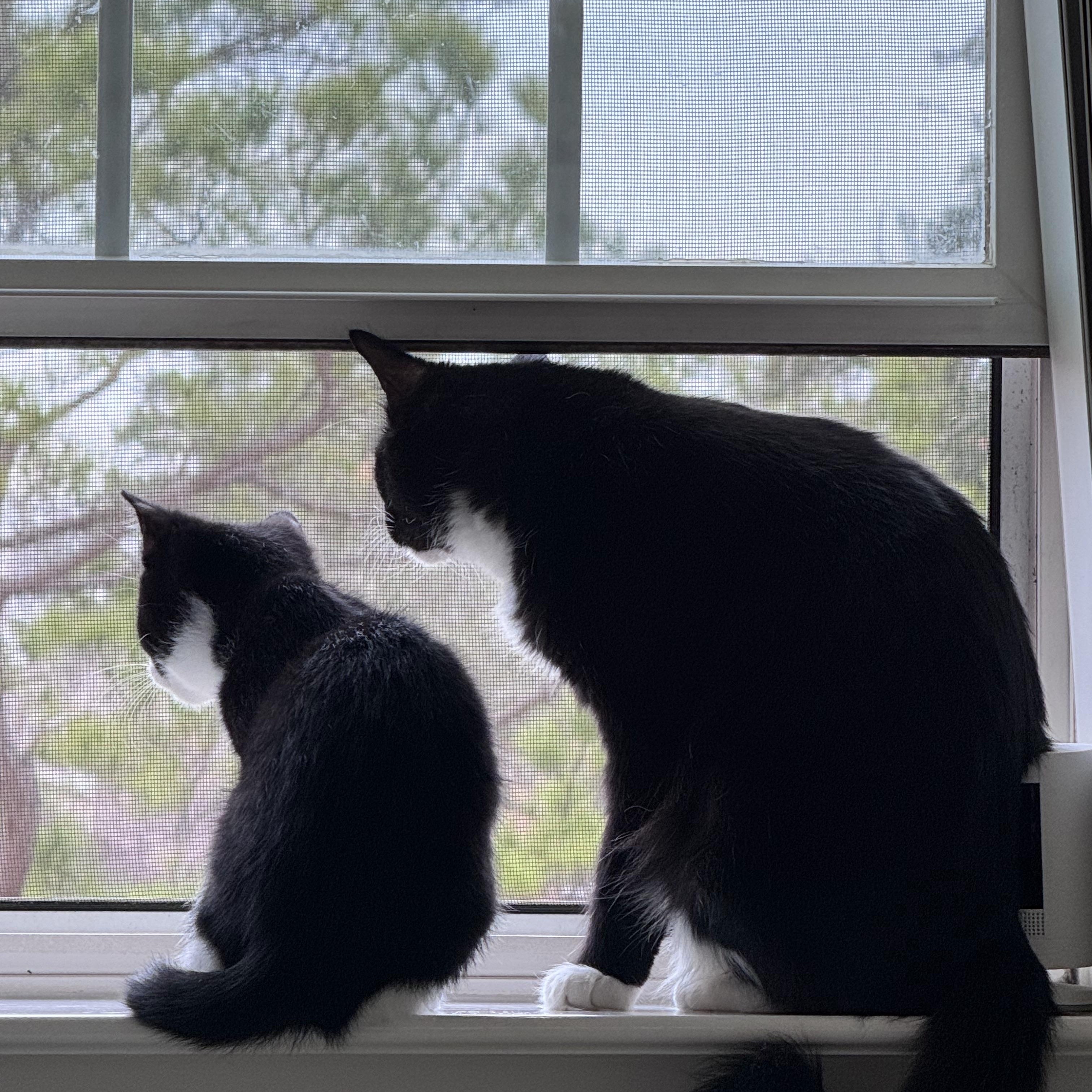 Oscar, a ADOPTABLE Domestic Short Hair in Houston, TX image 6/6