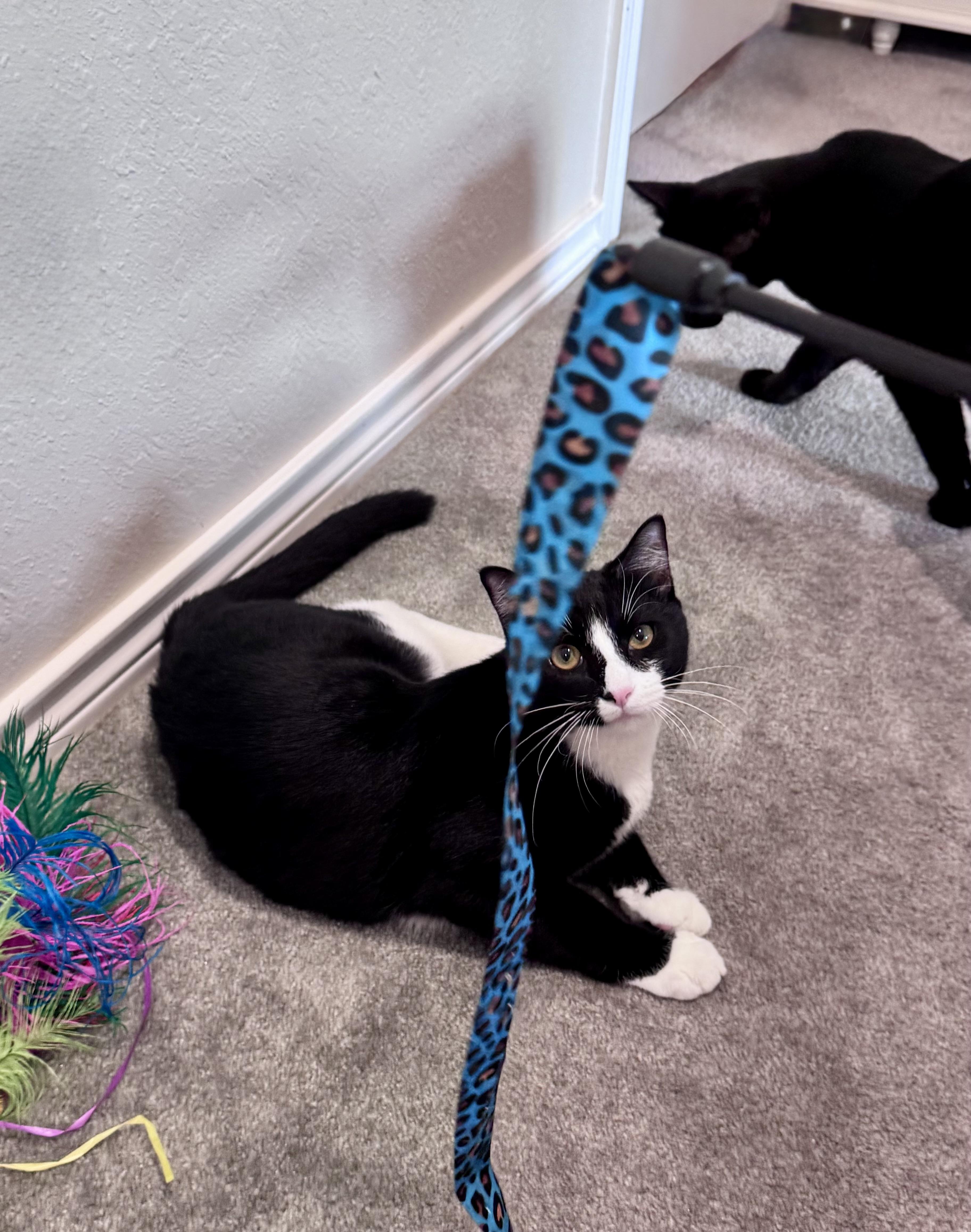 Oscar, a ADOPTABLE Domestic Short Hair in Houston, TX image 2/6