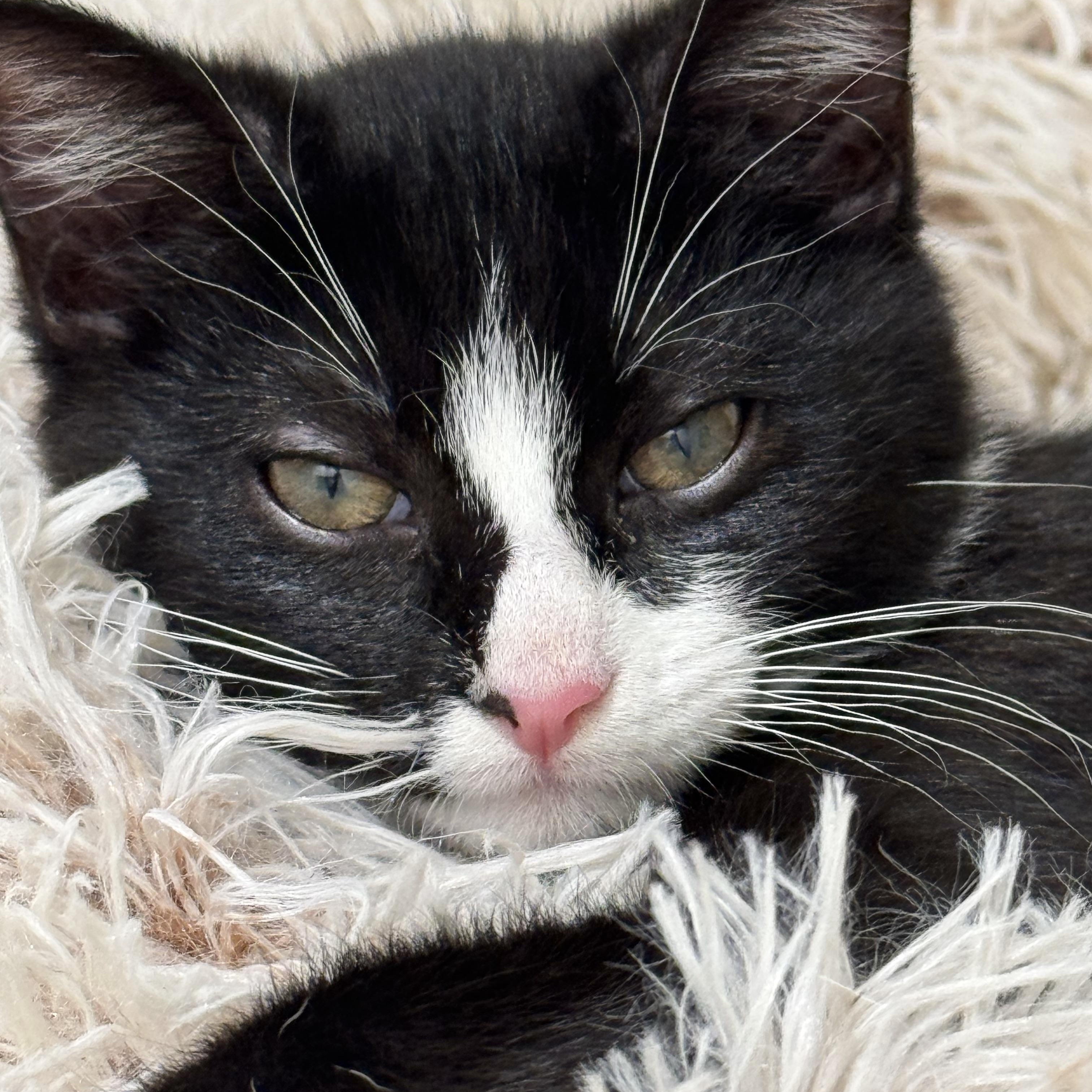 Oscar, a ADOPTABLE Domestic Short Hair in Houston, TX image 3/6