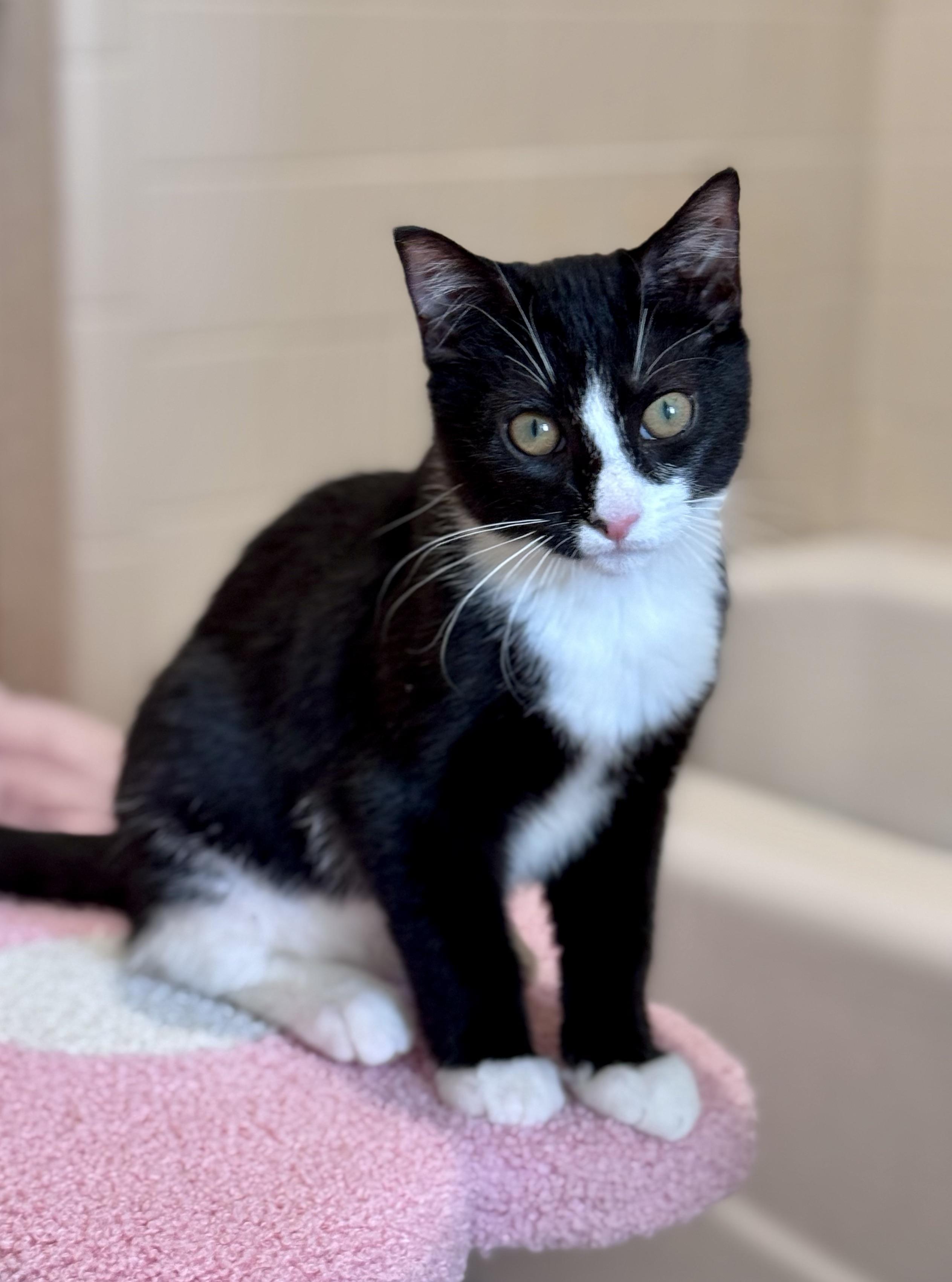 Oscar, ADOPTABLE, Kitten Male Domestic Short Hair.