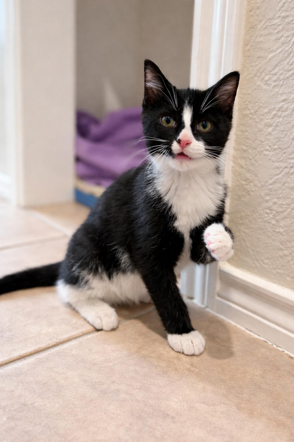 Oscar, a ADOPTABLE Domestic Short Hair in Houston, TX image 5/6