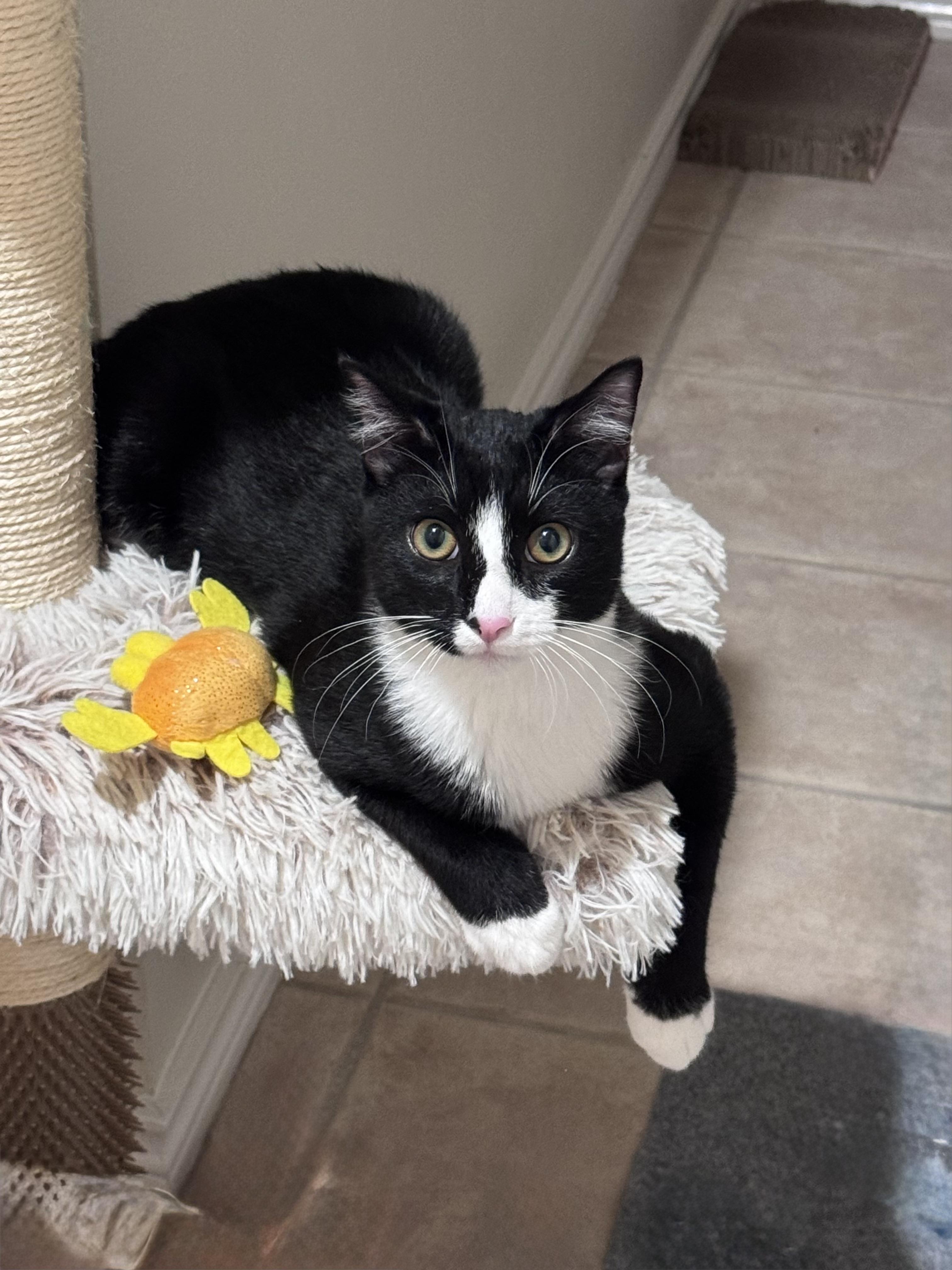 Oscar, ADOPTABLE, Kitten Male Domestic Short Hair.