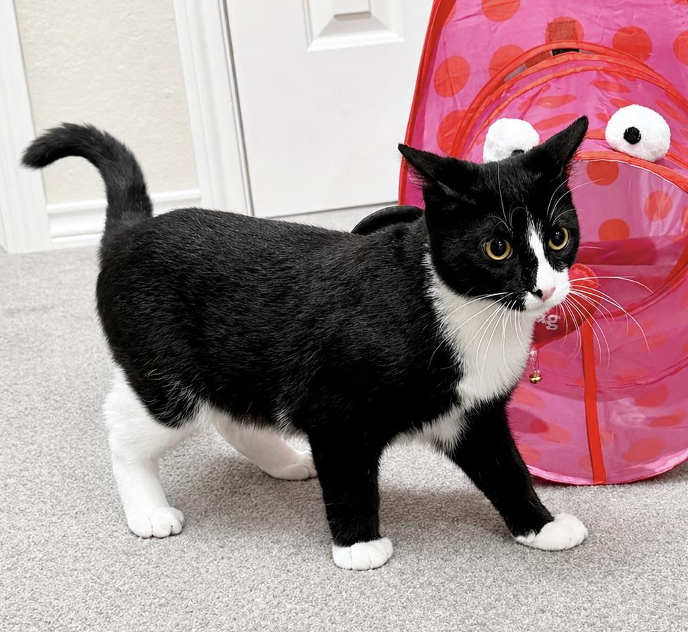 Oscar, a ADOPTABLE Domestic Short Hair in Houston, TX image 4/6